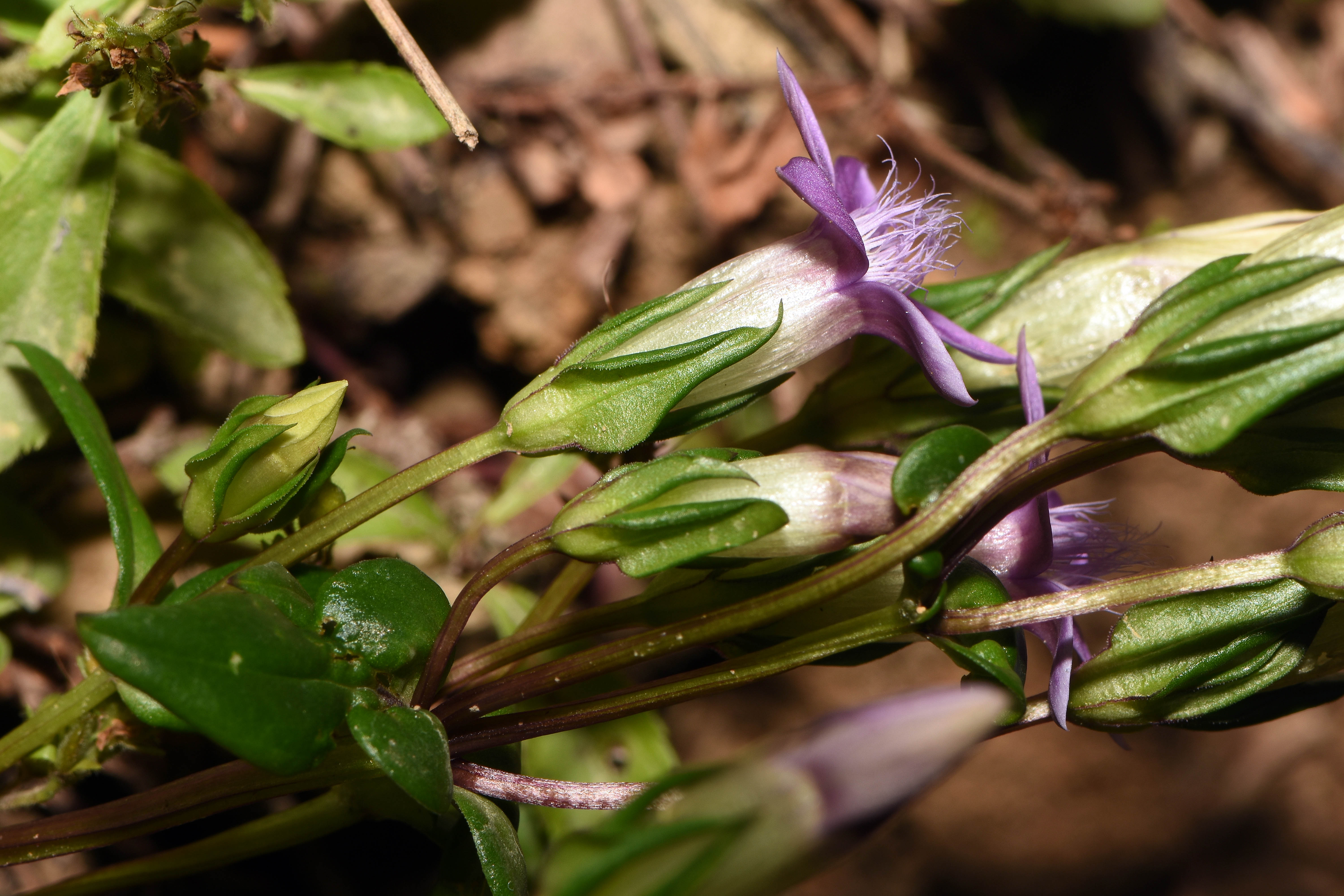 3 gentianella sp.  (3).JPG