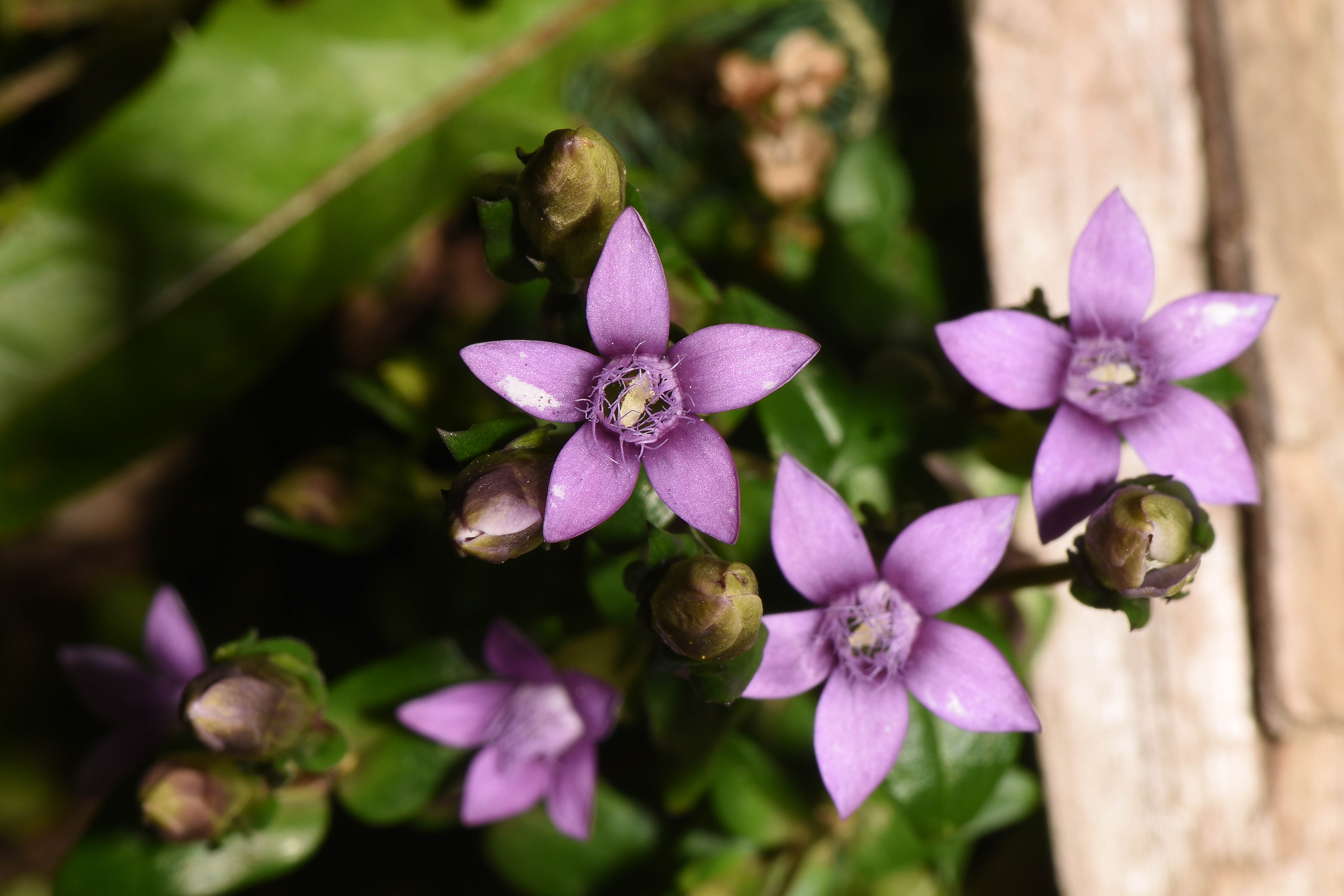 3 gentianella sp.  (1).JPG