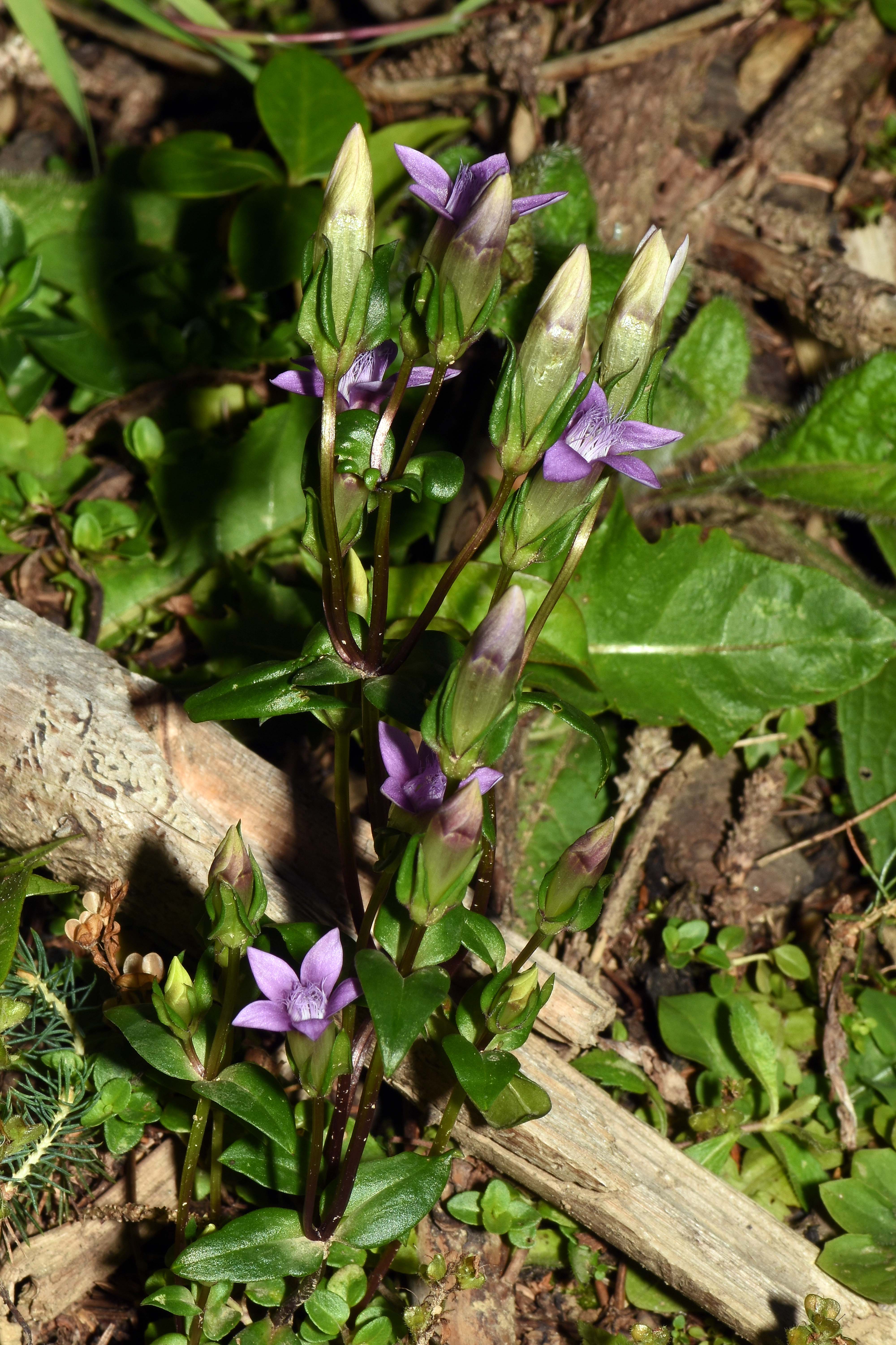 3 gentianella sp.  (2).JPG