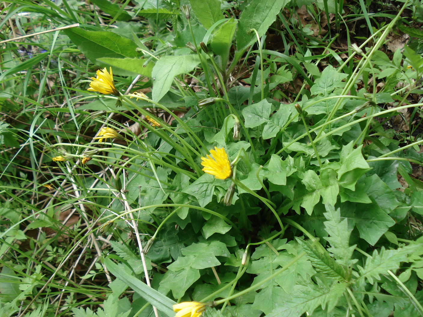 Aposeris.foetida.St-Loipersdorf.nahe.Therme. 14.Mai.19.JPG