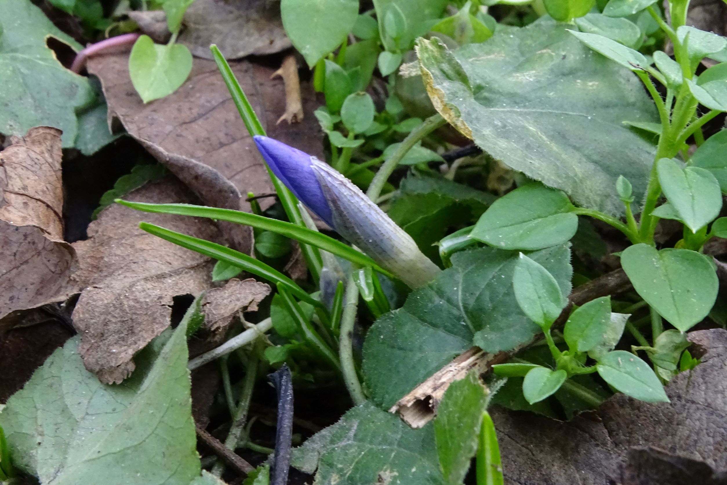 DSC08251 phäno, 2023-01-20, crocus tommasinianus, wien-aspern, biberhaufen.JPG