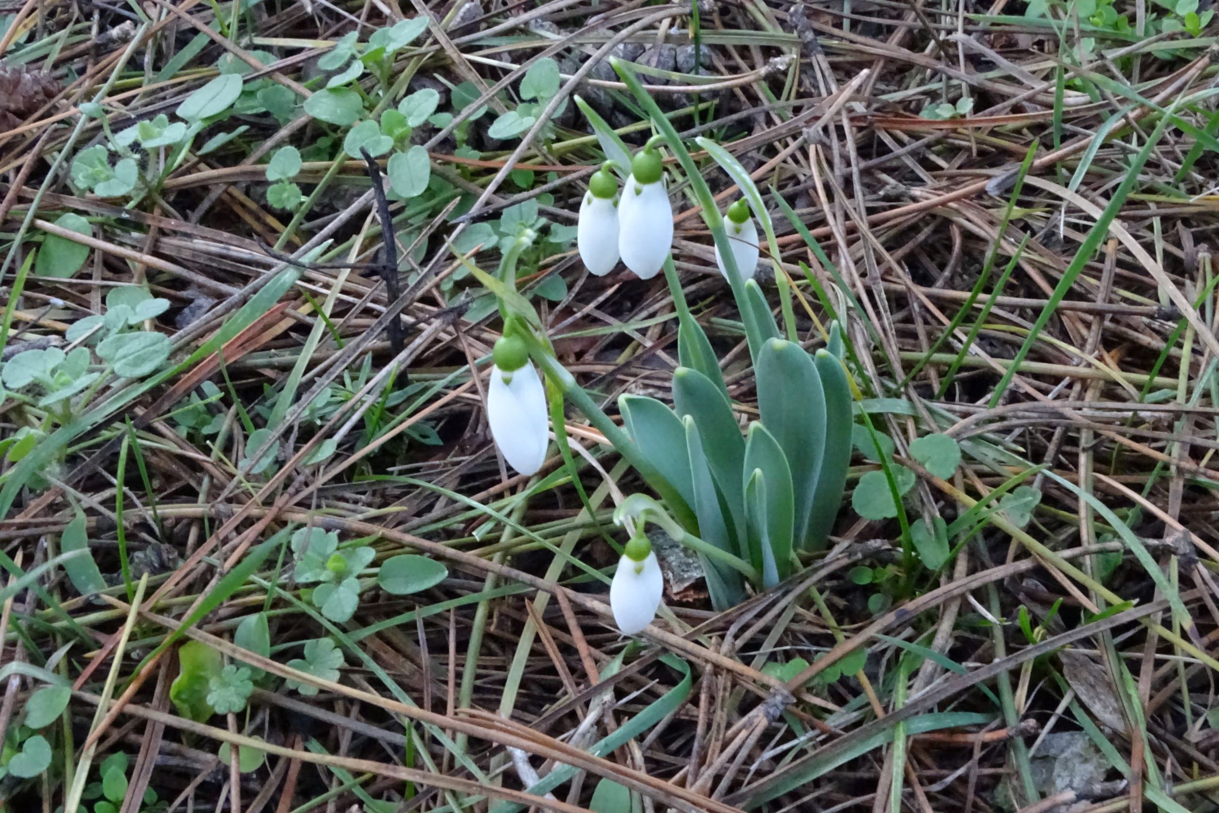 DSC08363 phäno, prellenkirchen, 2023-01-24, galanthus elwesii.JPG