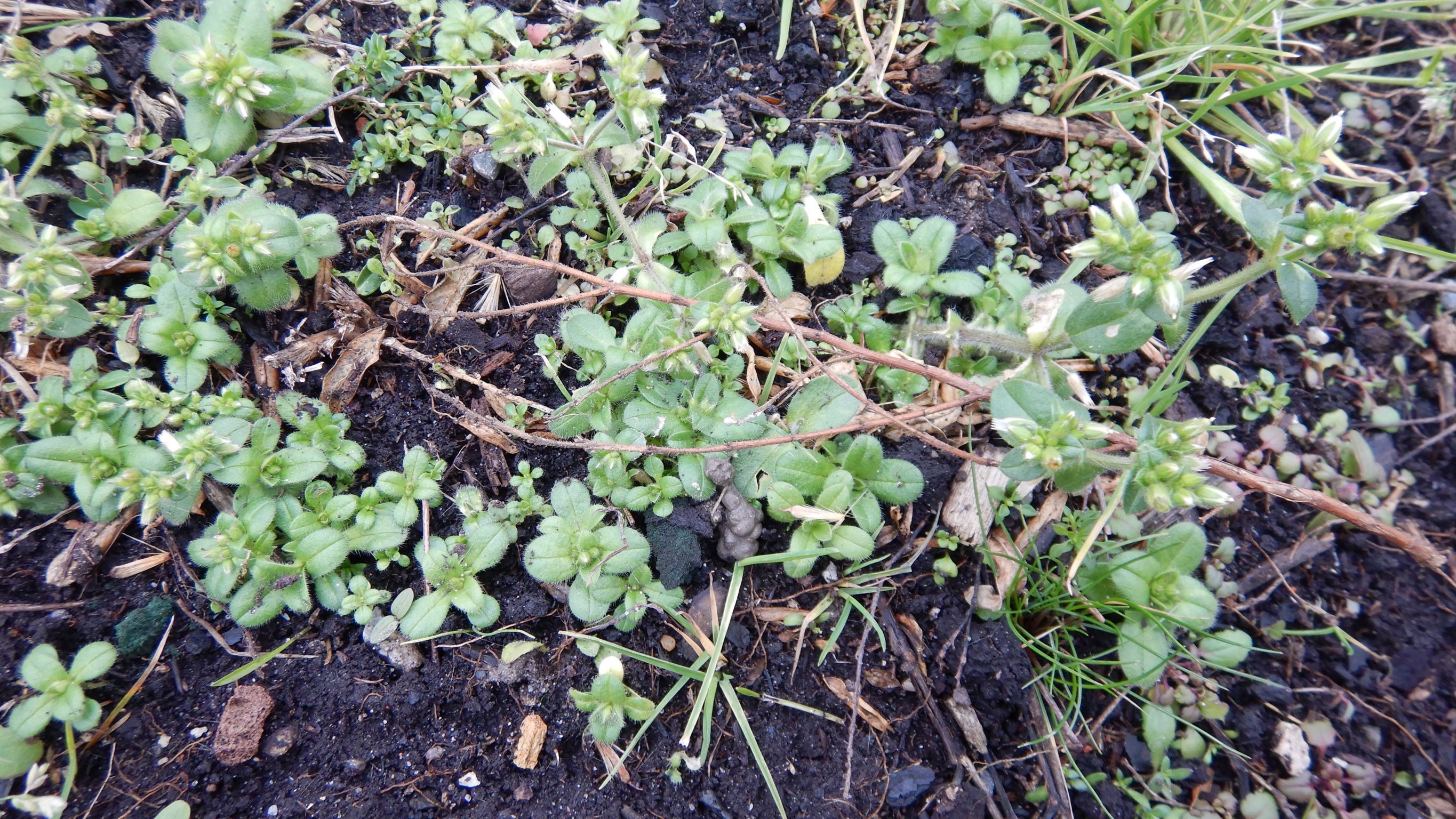 DSCN1141 phäno, friedhof hainburg, 2023-01-25, cerastium glomeratum.JPG