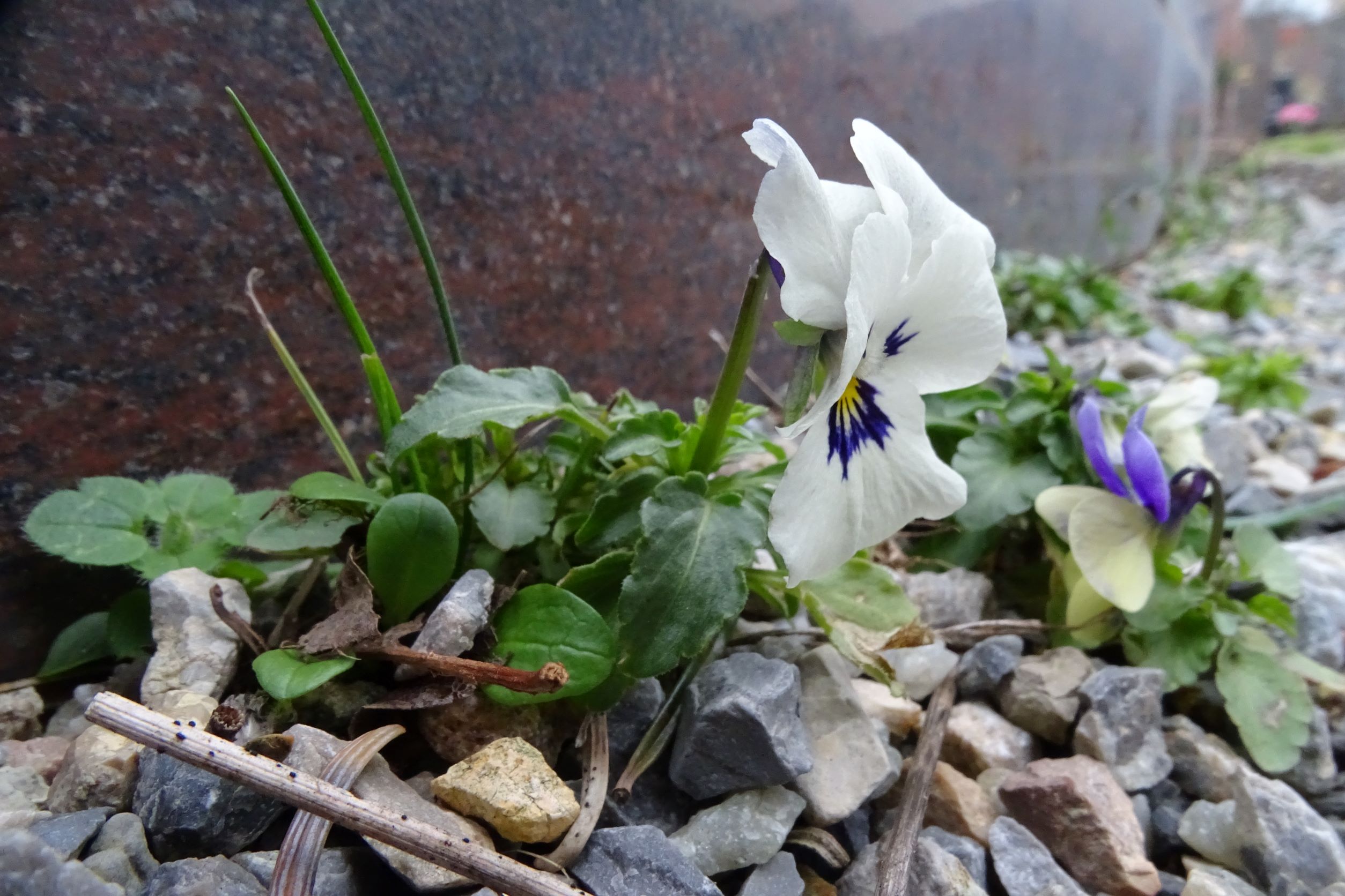 DSC08404 phäno, friedhof hainburg, 2023-01-25, viola x wittrockiana.JPG