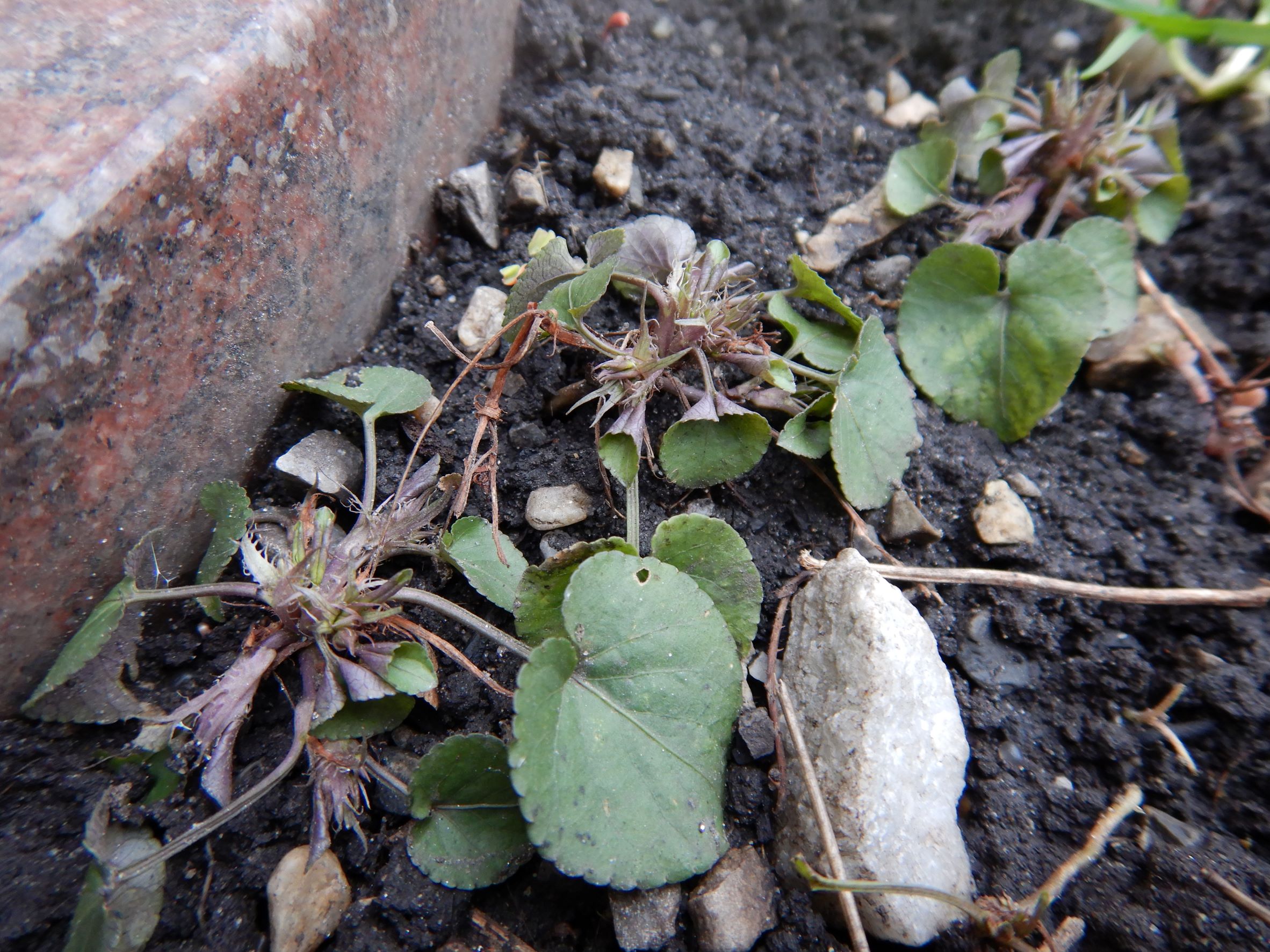 DSCN1165 phäno, friedhof hainburg, 2023-01-25, viola x bavarica-hybridschwarm zu V. riviniana.JPG