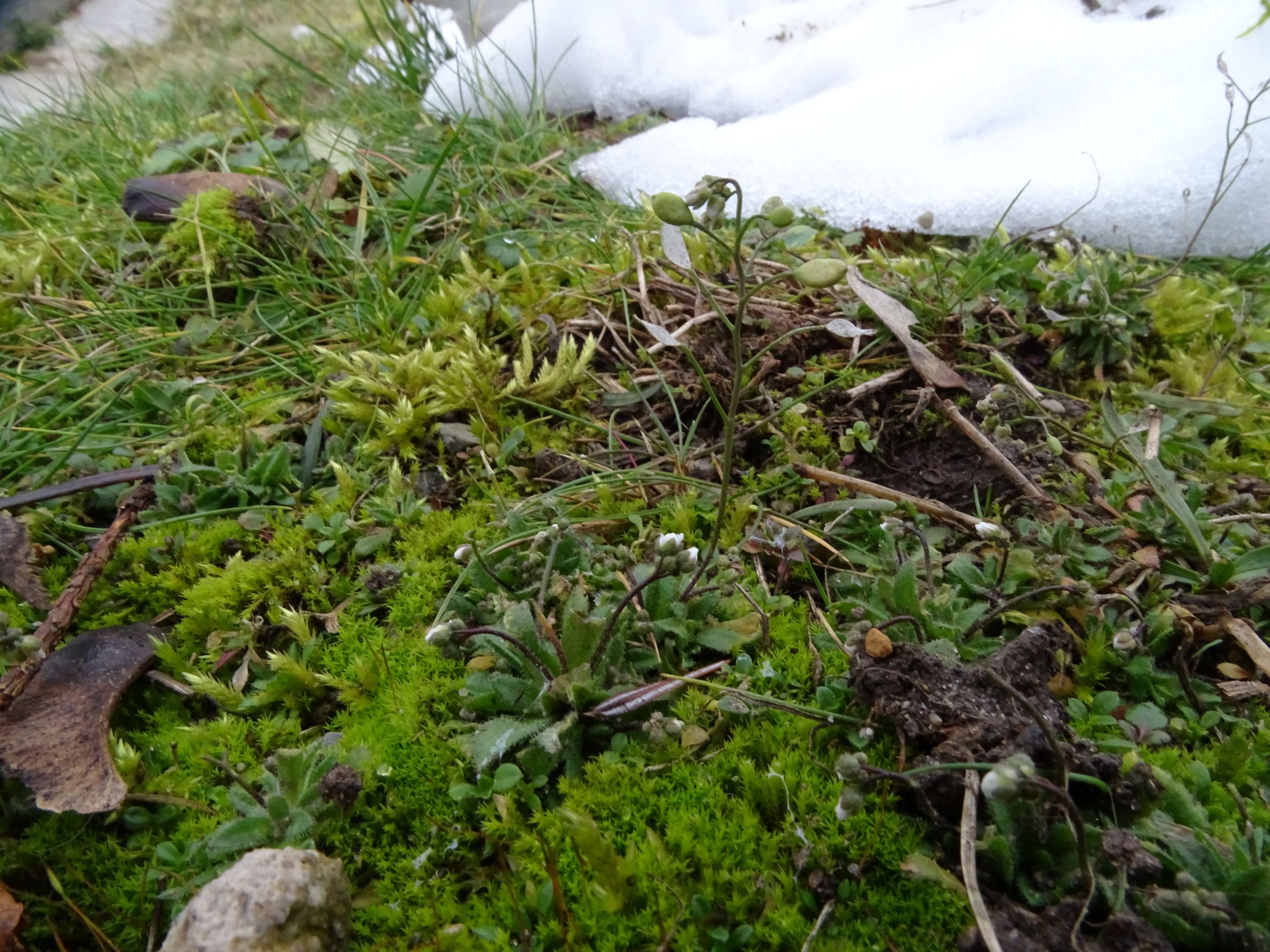 DSC08414 phäno, friedhof hainburg, 2023-01-25, draba boerhavii (verna agg.).JPG