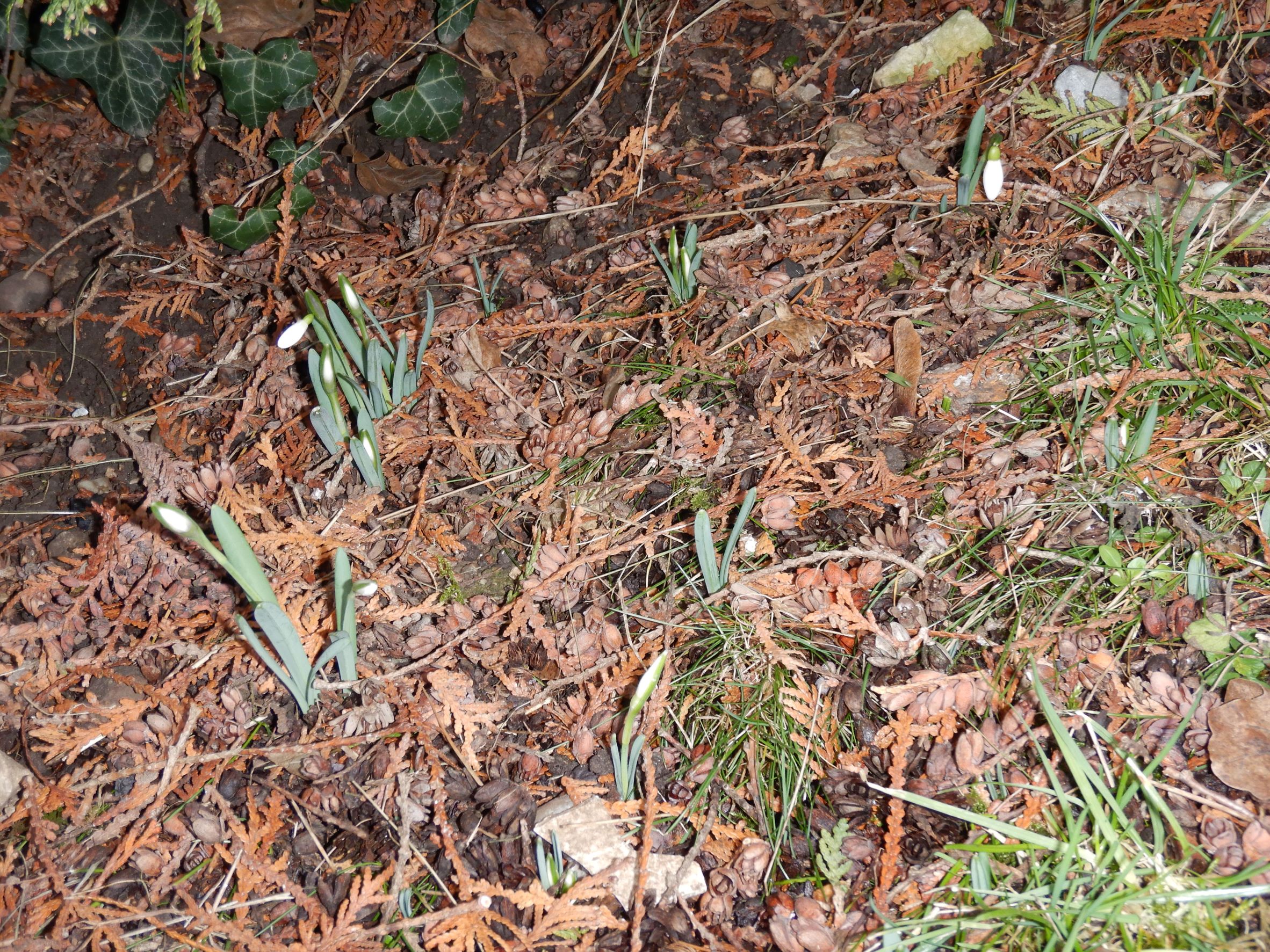 DSCN1262 phäno, friedhof hainburg, 2023-01-25, galanthus nivalis.JPG