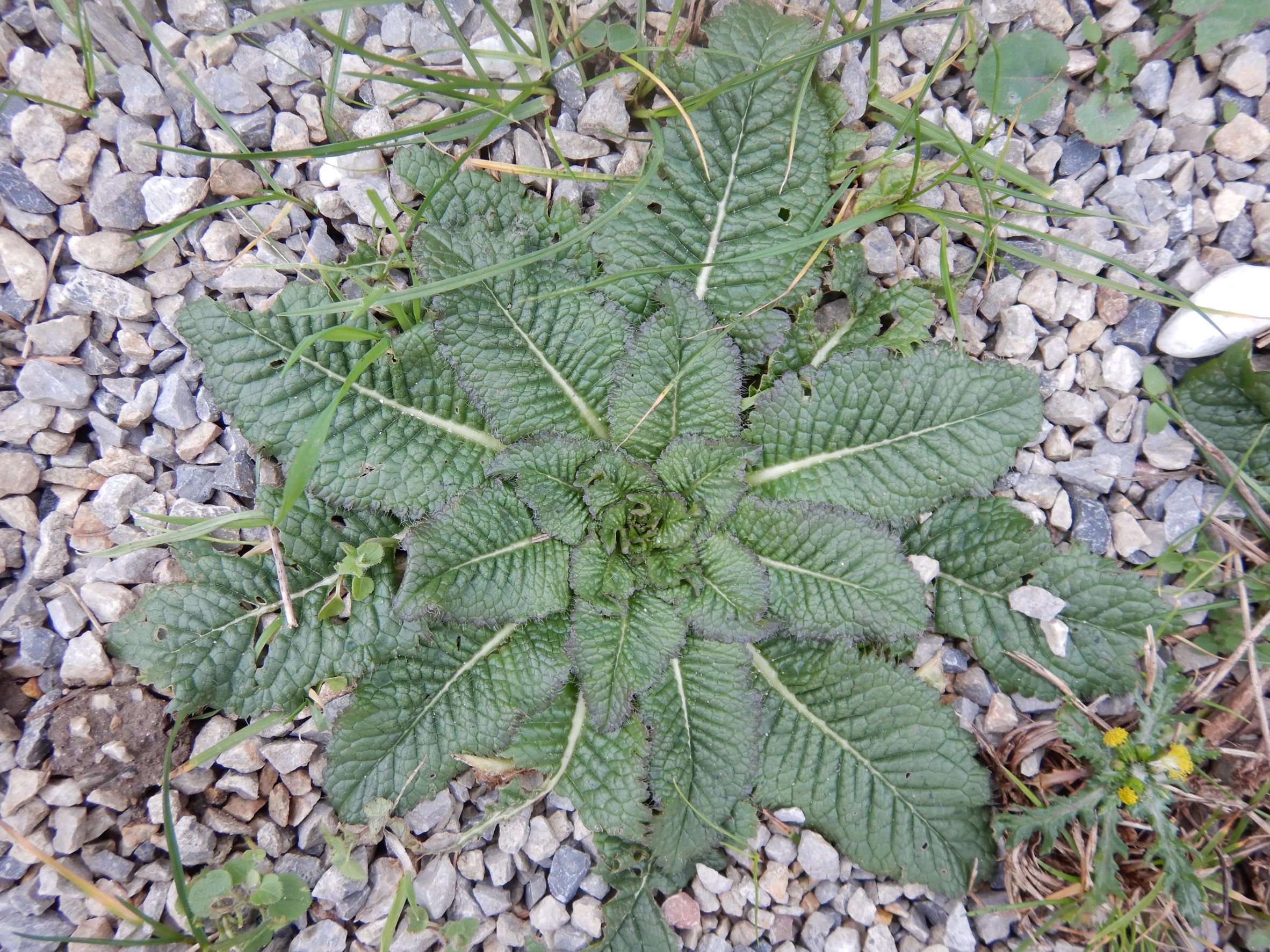 DSCN1167 rosetten, friedhof hainburg, dipsacus laciniatus, 2023-01-25.JPG