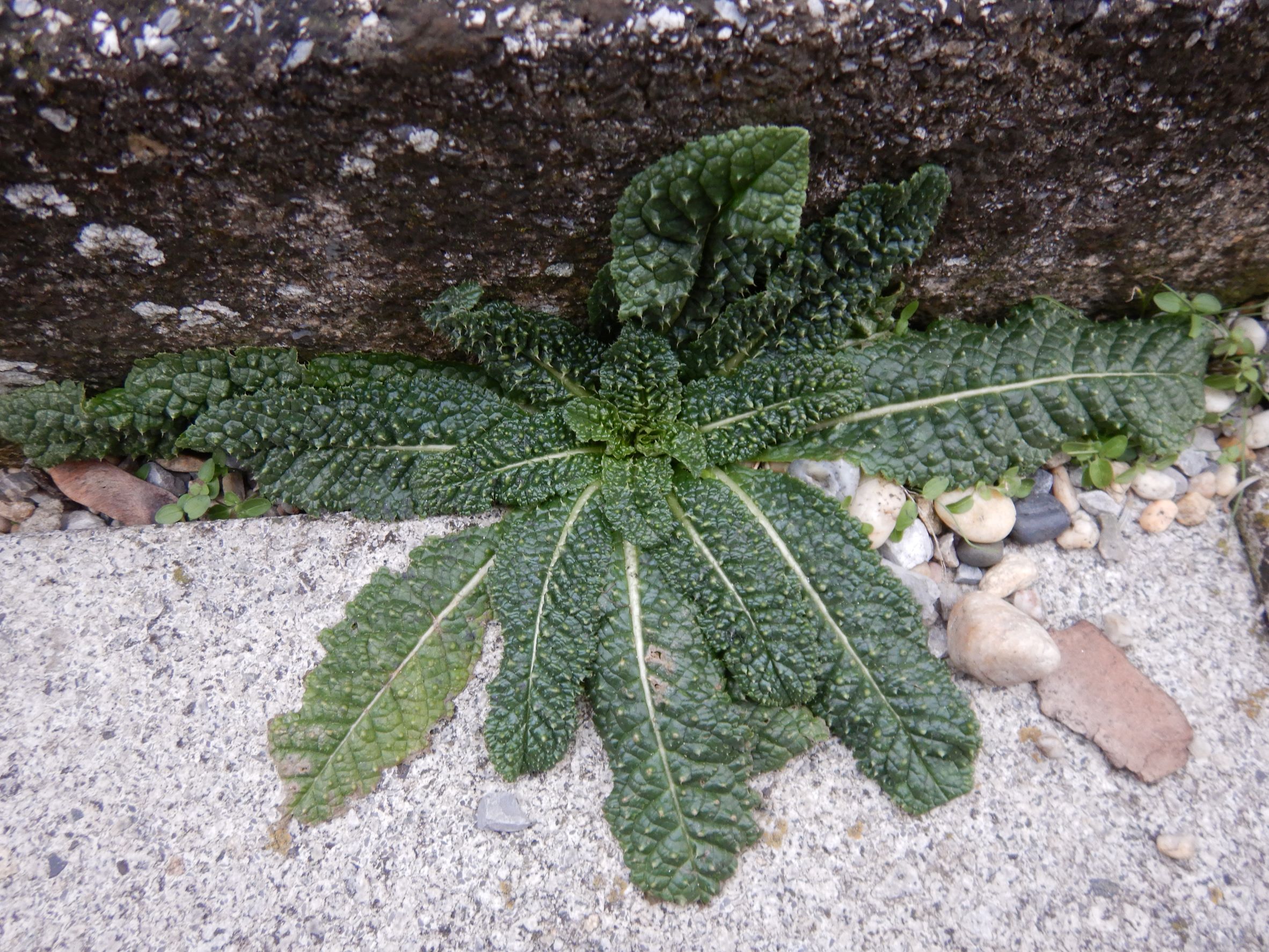 DSCN1267 rosetten, friedhof hainburg, dipsacus fullonum, 2023-01-25.JPG