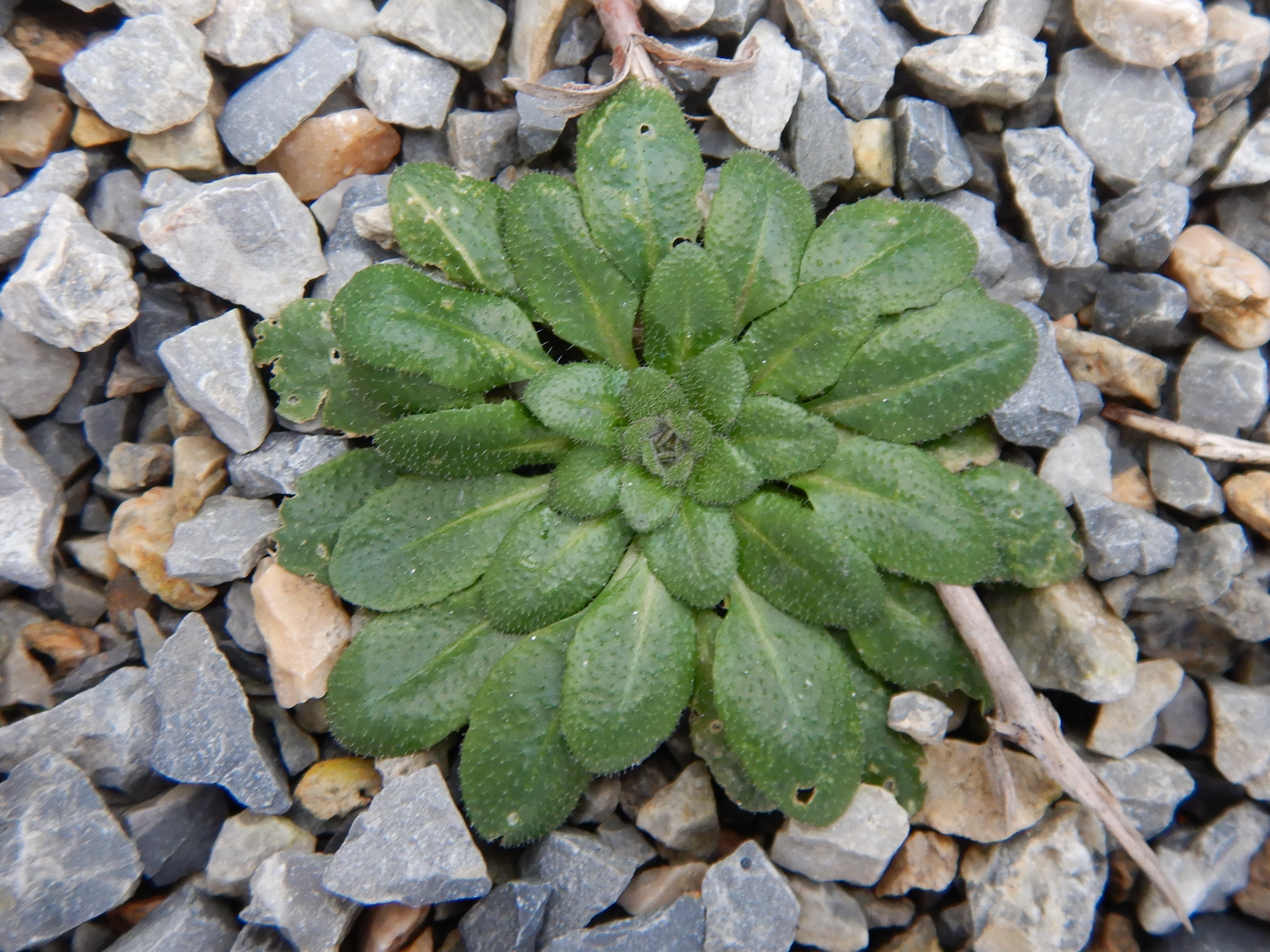 DSCN1152 rosetten, friedhof hainburg, arabidopsis thaliana, 2023-01-25.JPG