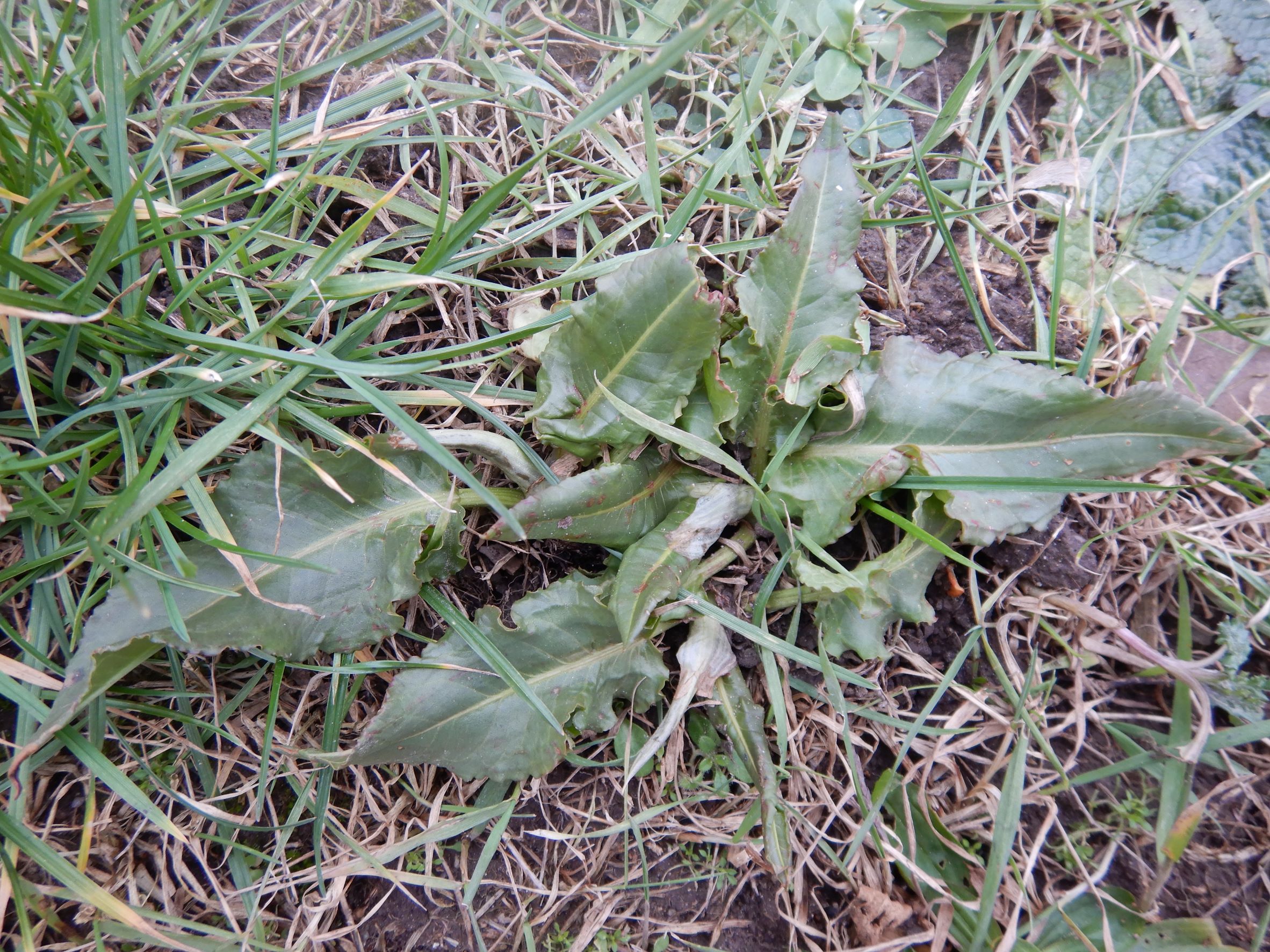 DSCN1176 rosetten, friedhof hainburg, rumex patientia, 2023-01-25.JPG