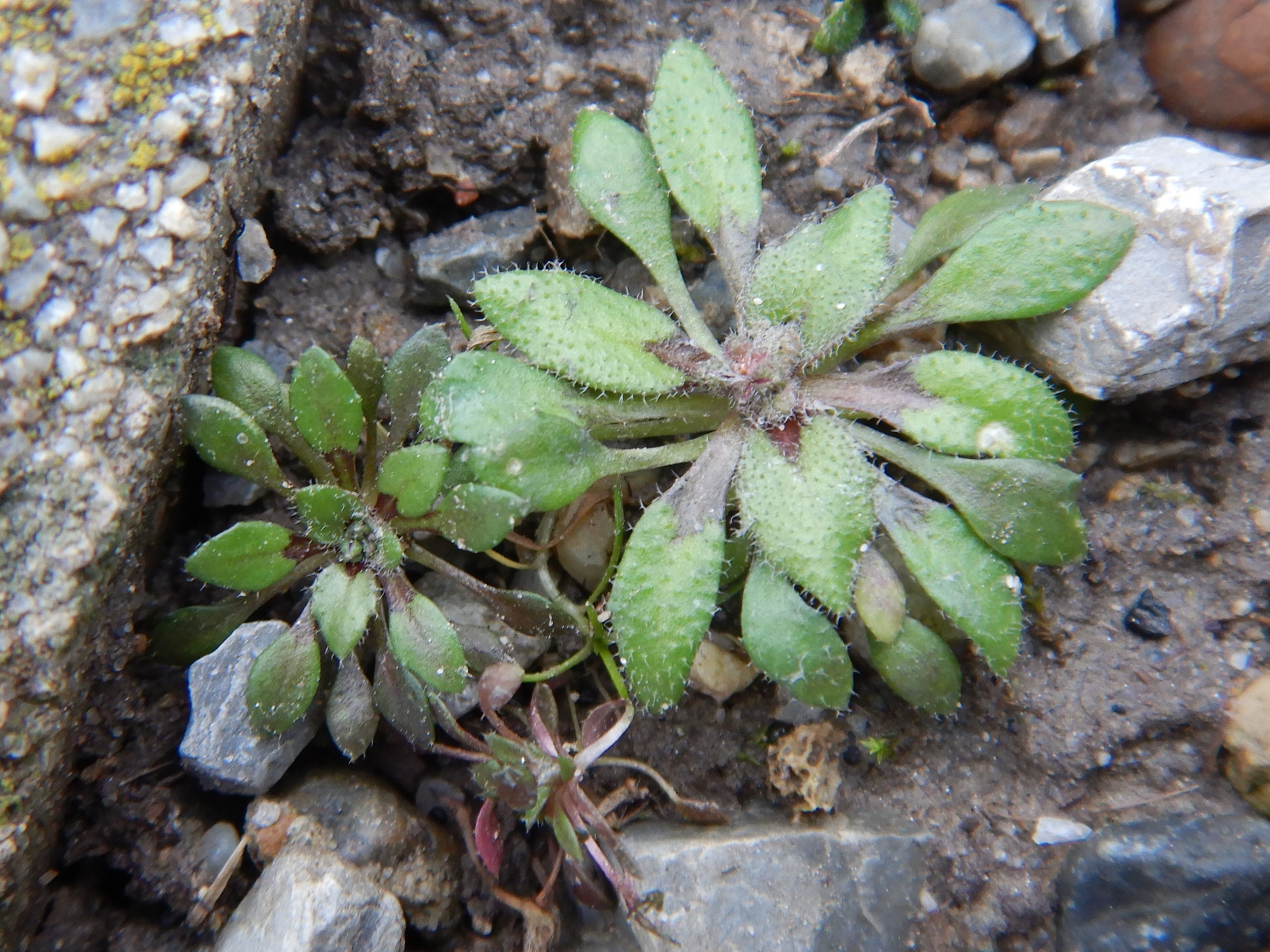 DSCN1183 rosetten, friedhof hainburg, draba boerhavii, 2023-01-25.JPG