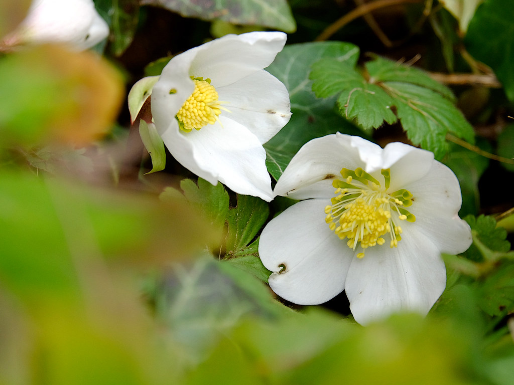 helleborus niger_graz.jpg