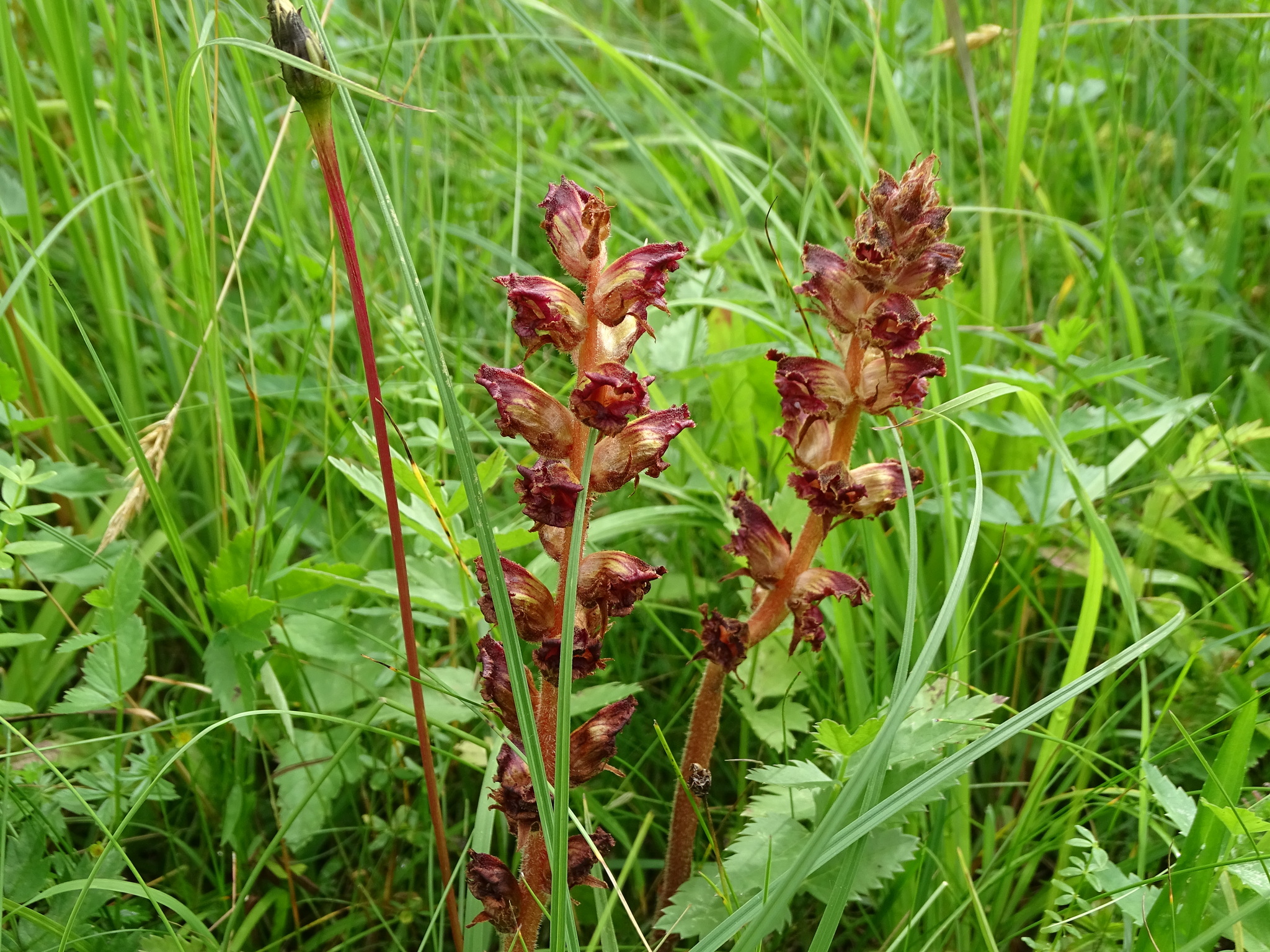 orobanche gracilis_stuebing.jpeg