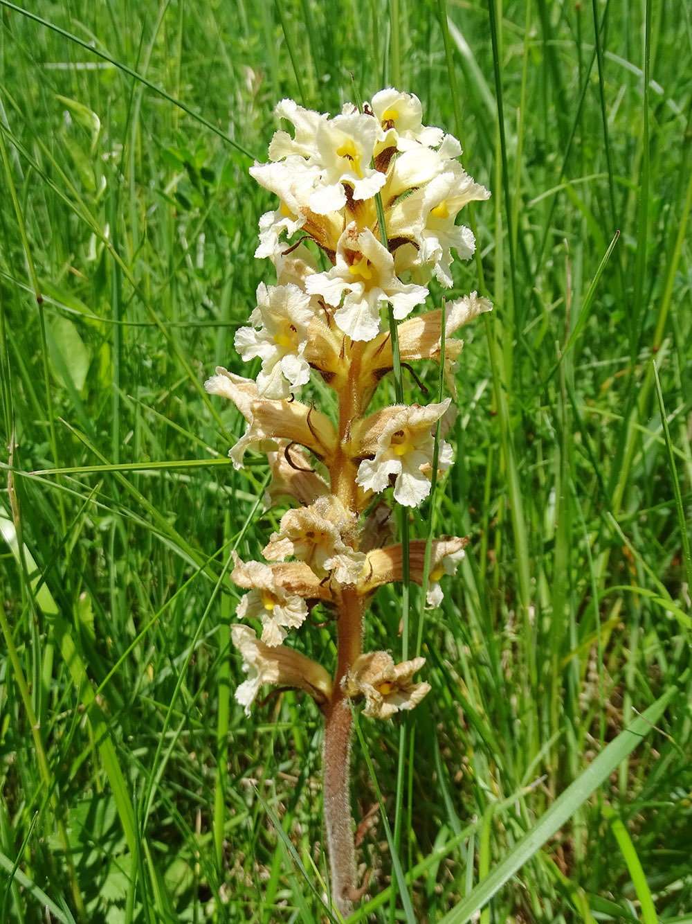 orobanche_spielfeld.jpg