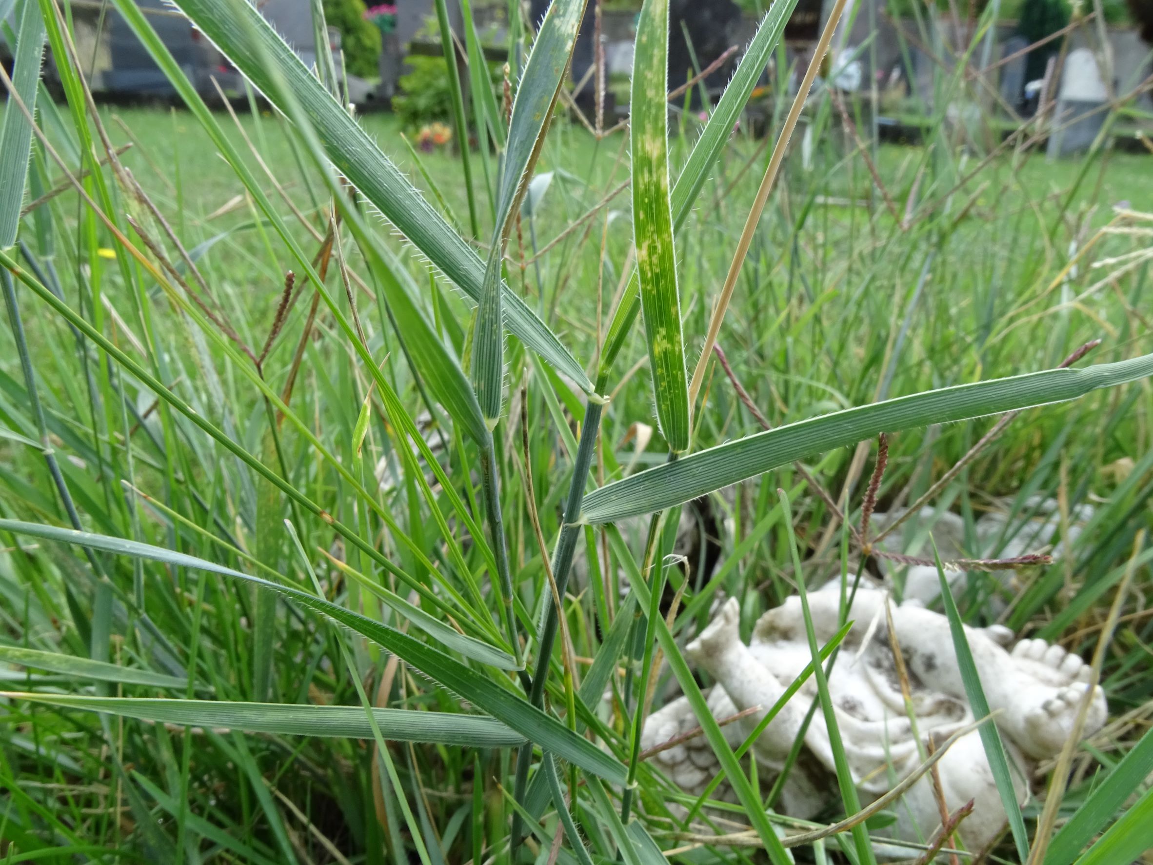 DSC01477 elymus hispidus var. villosus, 2021-08-23, friedhof hainburg.JPG