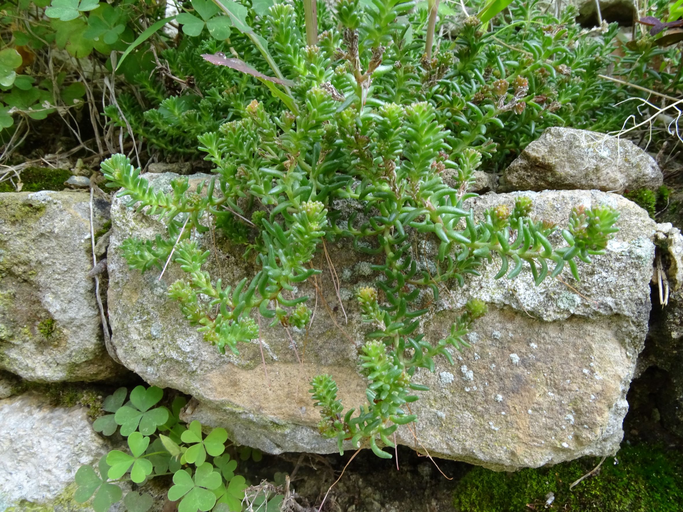 DSC01523 sedum cf. sexangulare, friedhof hainburg, 2021-08-23.JPG