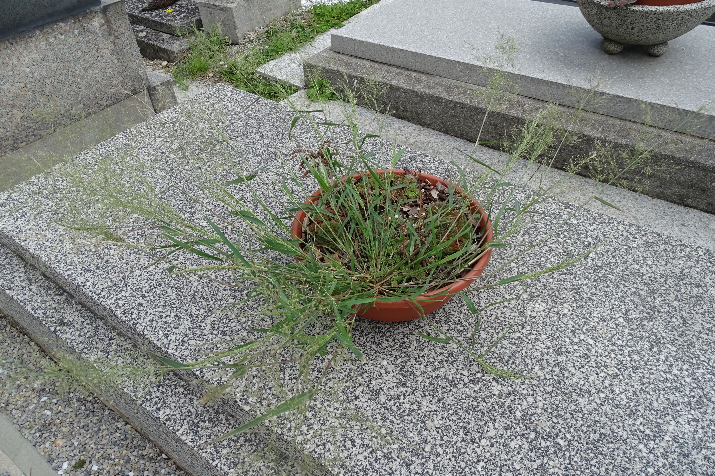 DSC01541 eragrostis, friedhof hainburg, 2021-08-23.JPG