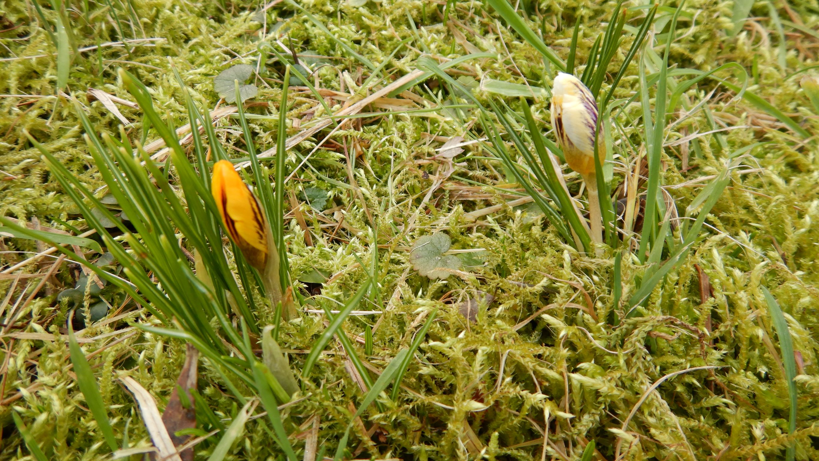 DSCN1716 phäno, crocus sp., prellenkirchen, 2023-01-31.JPG