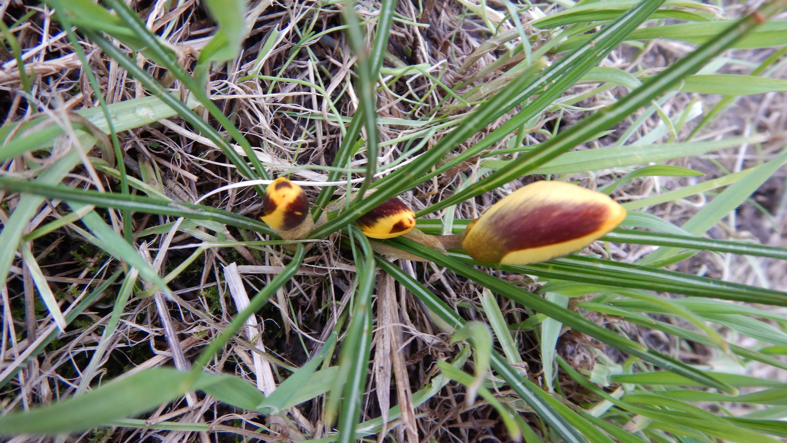 DSCN1717 phäno, crocus sp., prellenkirchen, 2023-01-31.JPG