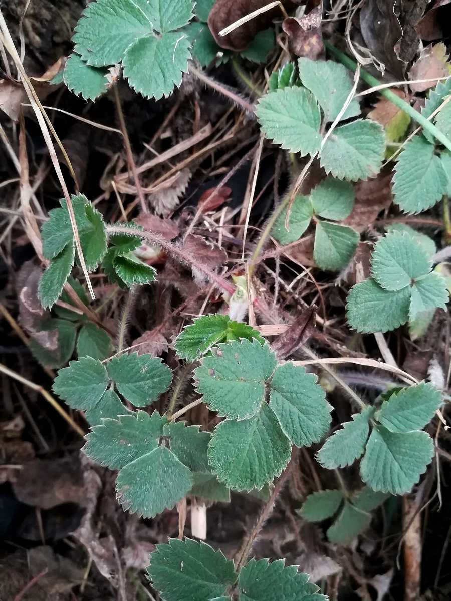 Potentilla micrantha, Innsbruck-Hötting.jpg