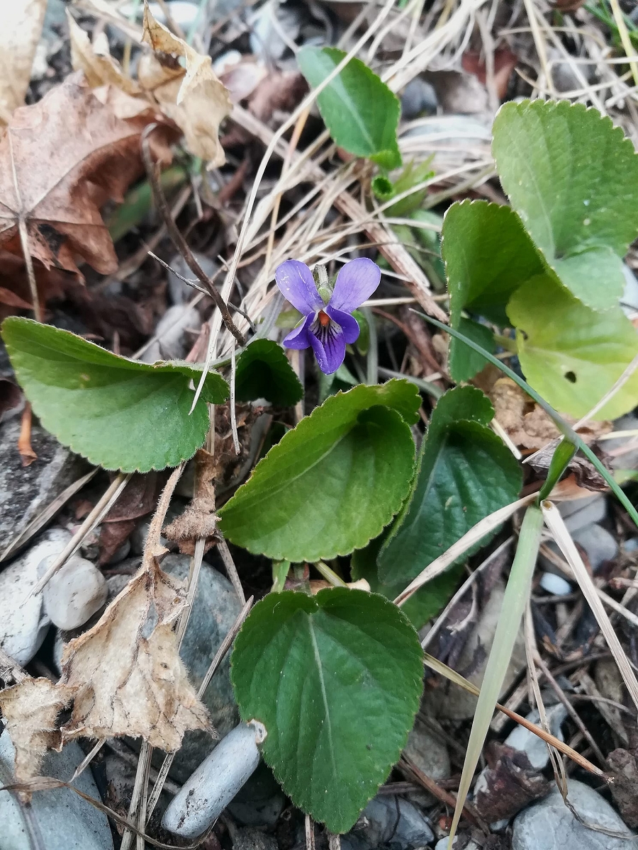 Viola suavis, Innsbruck-Hötting.jpg