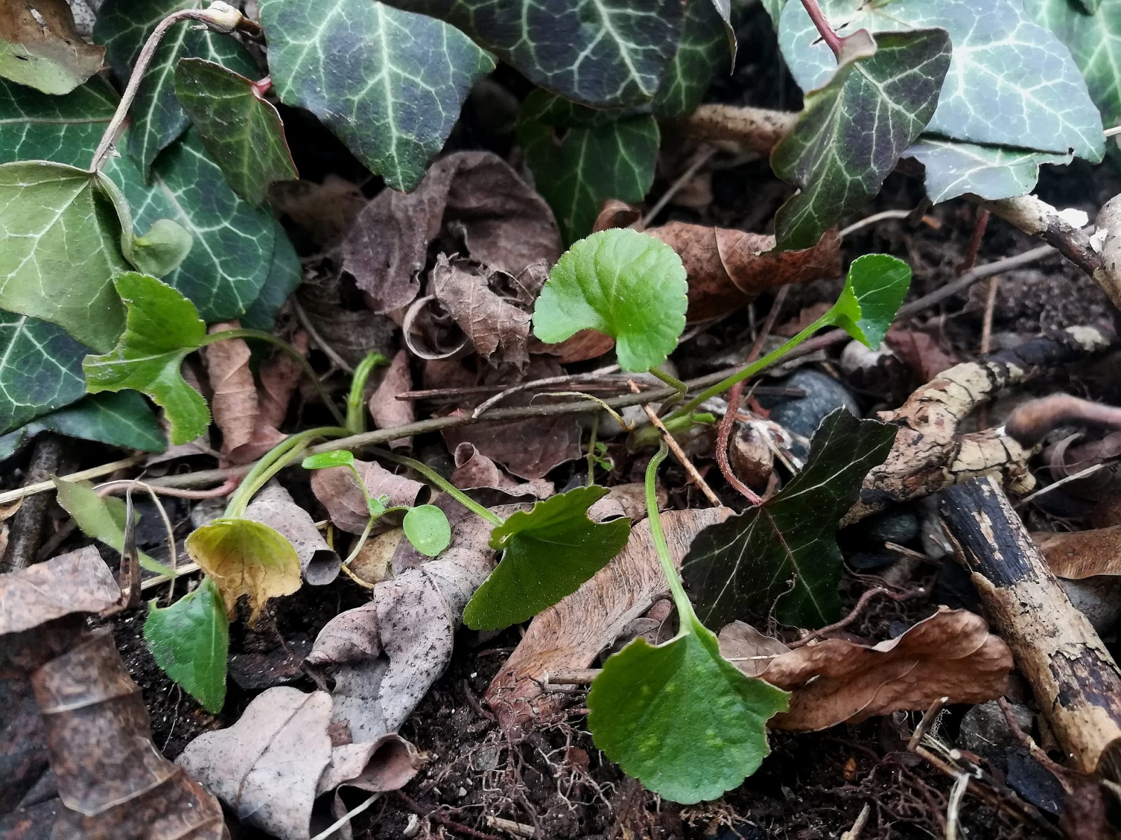 Viola cf. pyrenaica, Innsbruck-Hötting.jpg