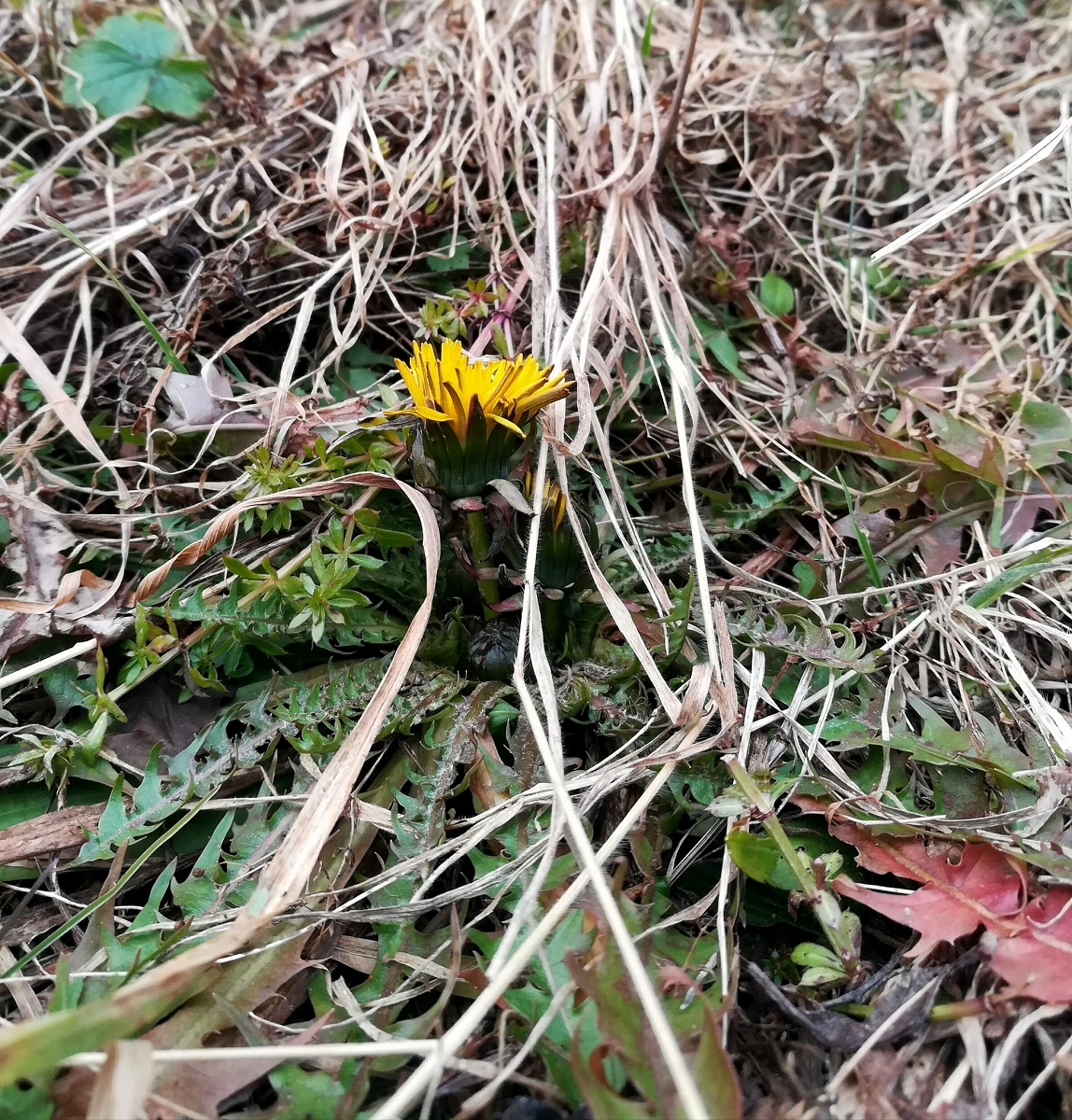 Taraxacum sect. Ruderalia, Innsbruck-Hötting.jpg