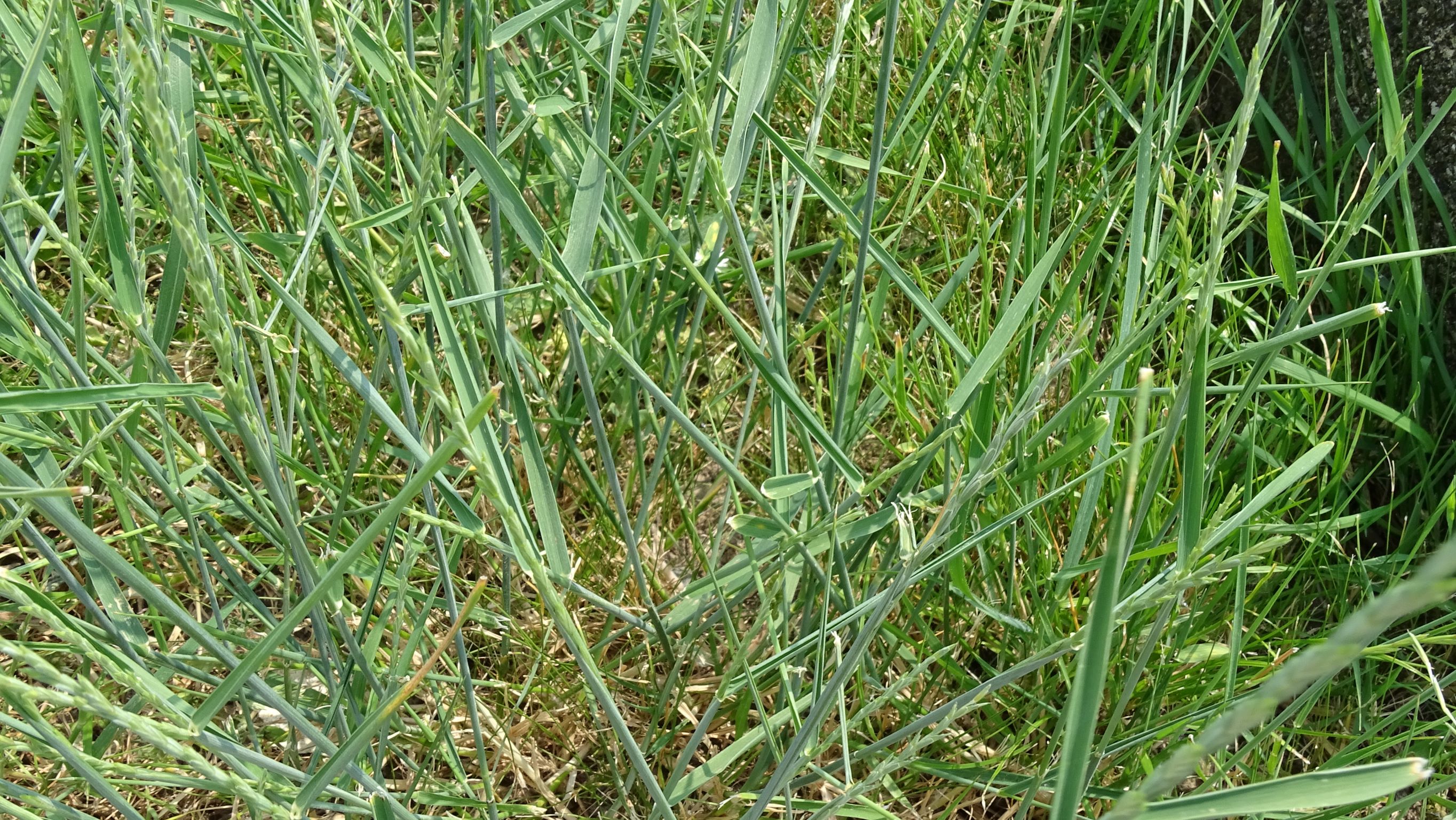 DSC00176 elymus sp., friedhof hainburg, 2021-06-21.JPG