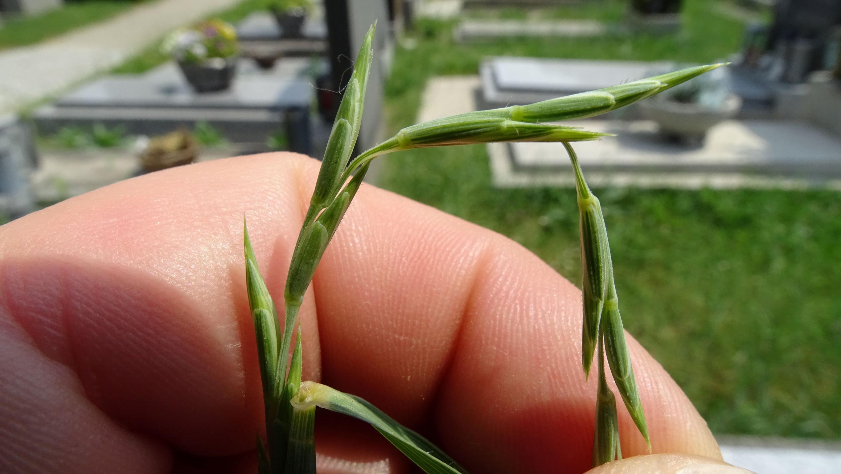 DSC00181 elymus sp., friedhof hainburg, 2021-06-21.JPG