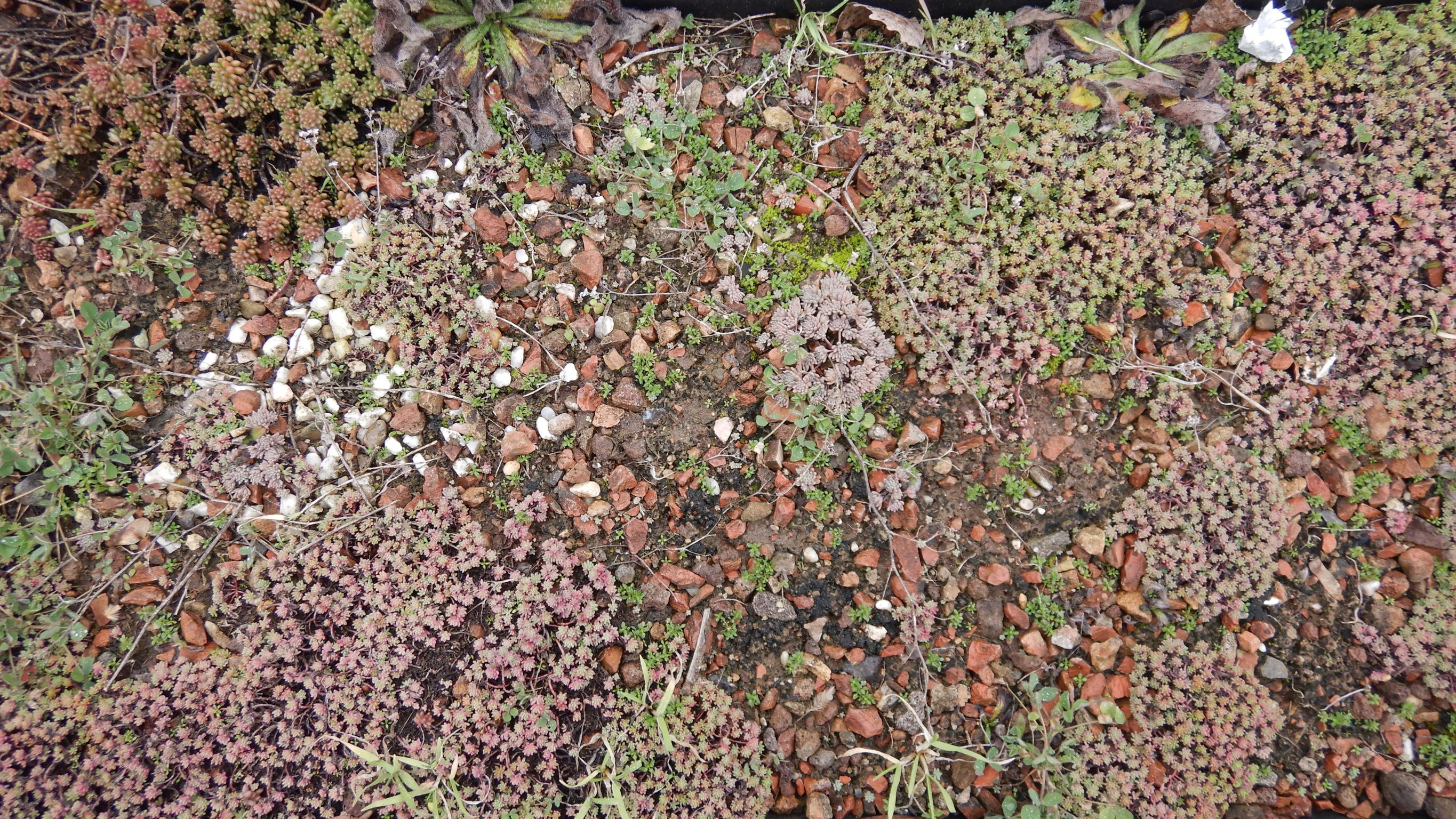 DSCN1811 sedum pallidum, sedum hispanicum, wien-22,zsokkegasse(bei SMZ-ost), 2023-02-03.JPG