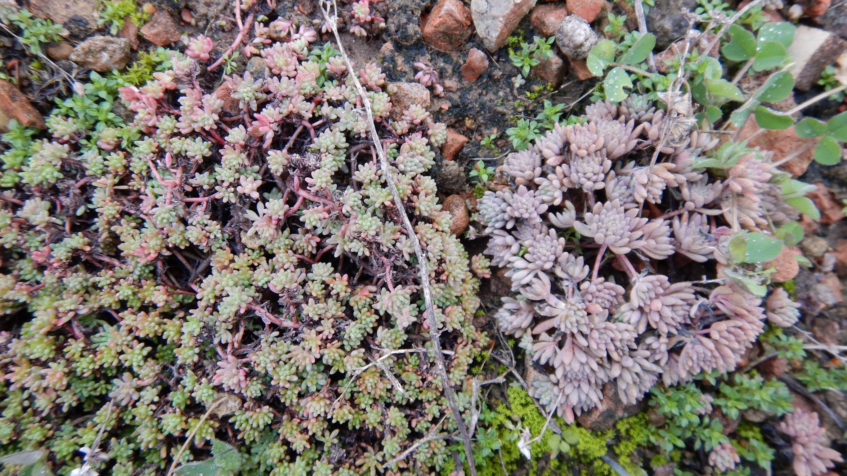 DSCN1819 sedum pallidum, sedum hispanicum, wien-22,zsokkegasse(bei SMZ-ost), 2023-02-03.JPG