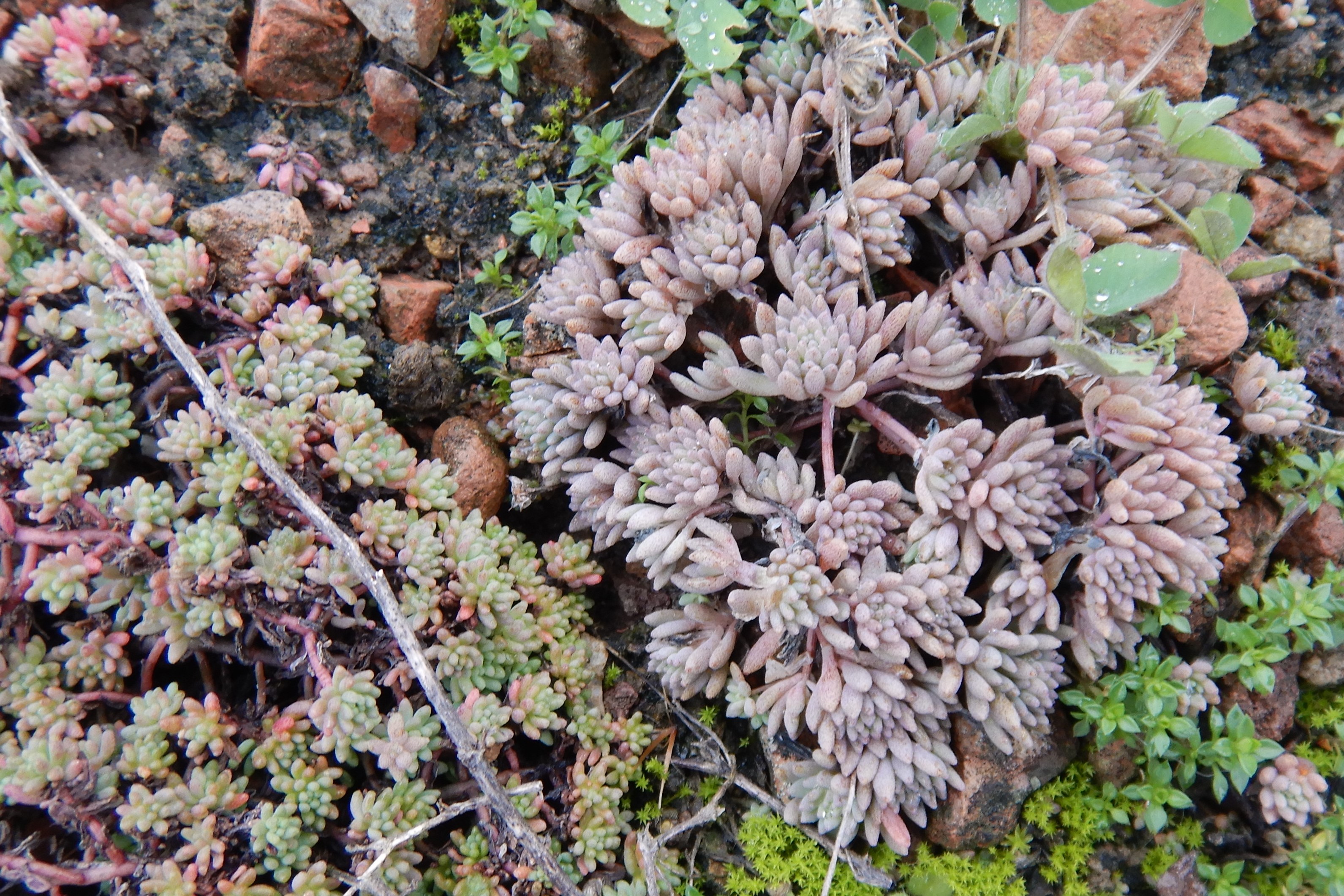 DSCN1821 (2) sedum pallidum, sedum hispanicum, wien-22,zsokkegasse(bei SMZ-ost), 2023-02-03.JPG