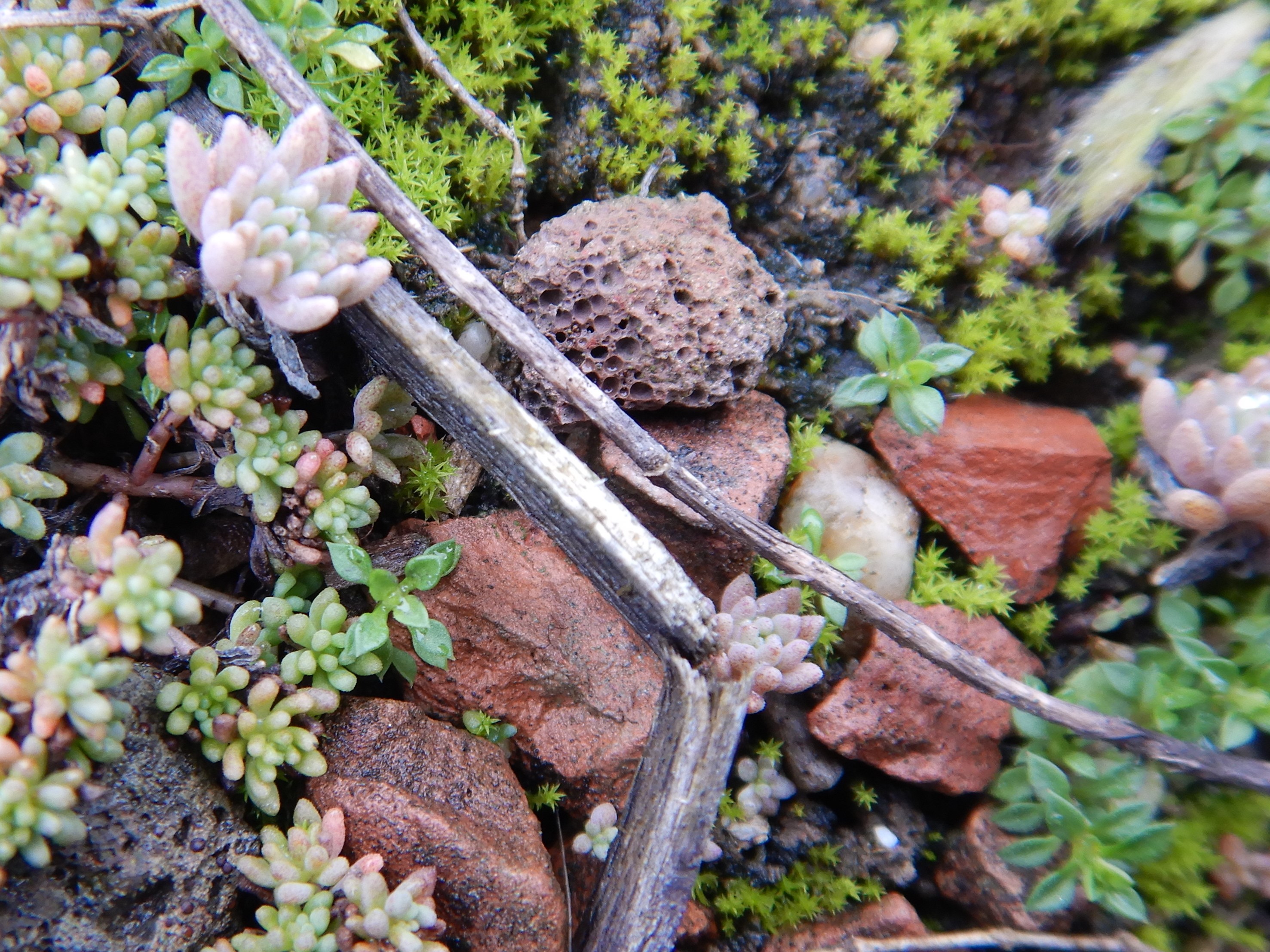 DSCN1823 (2) sedum pallidum, sedum hispanicum, wien-22,zsokkegasse(bei SMZ-ost), 2023-02-03.JPG