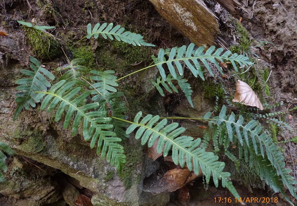 P1560806 Farn-mglw Polypodium vulgare s. str.JPG