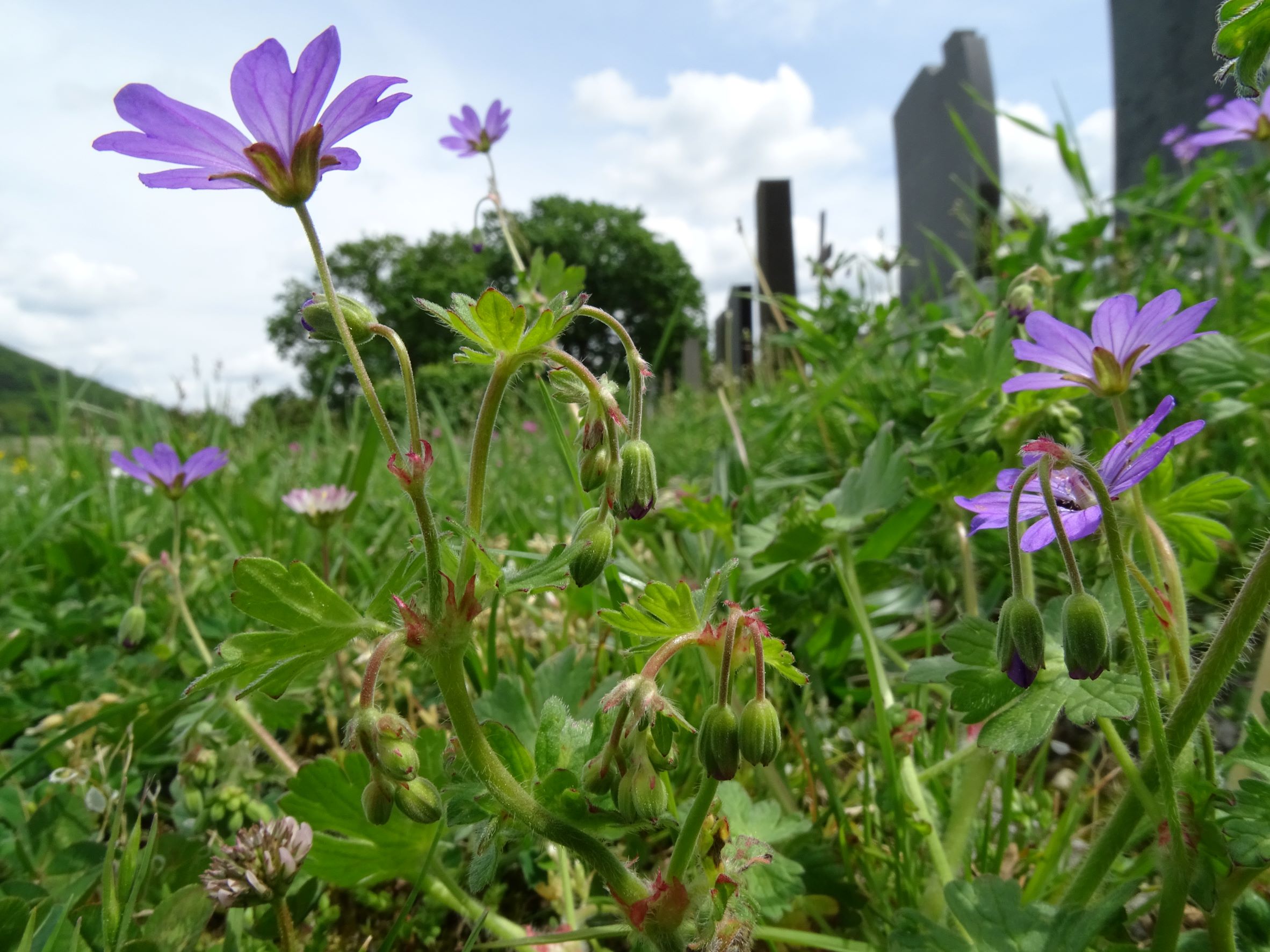 DSC07367 geranium pyrenaicum, friedhof hainburg, 2021-05-19.JPG