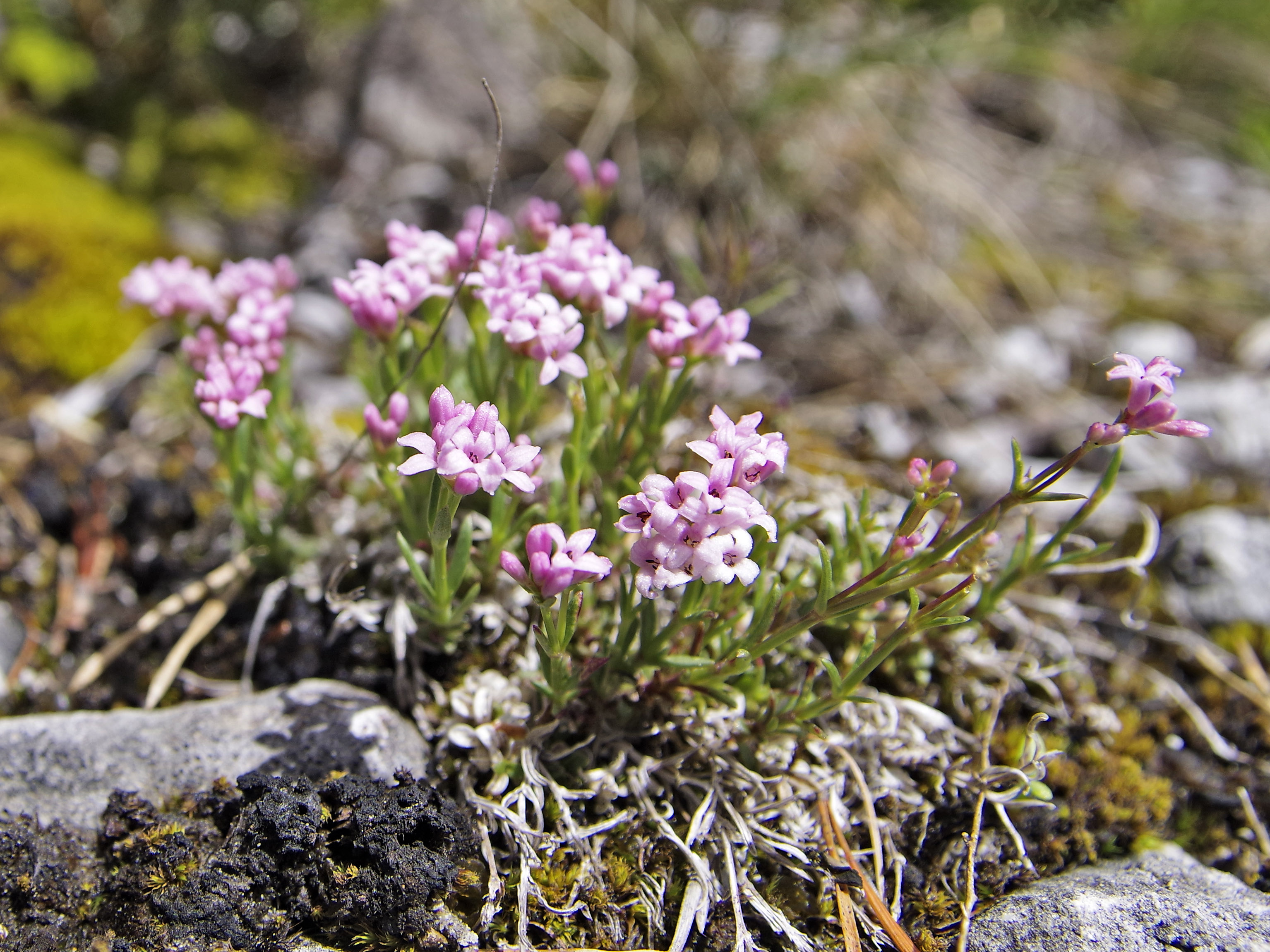 Asperula neilreichii.jpg