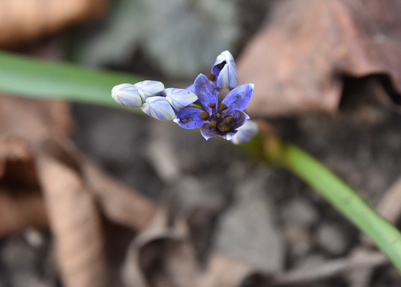 Breitenfurt 25022022 - (18) - Scilla vindobonensis - mit Antherospora vindobonensis.JPG