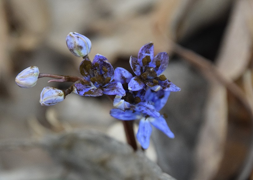 Wien 23-14032021-(8) - Scilla vindobonensis mit Antherospora vindobonensis.JPG