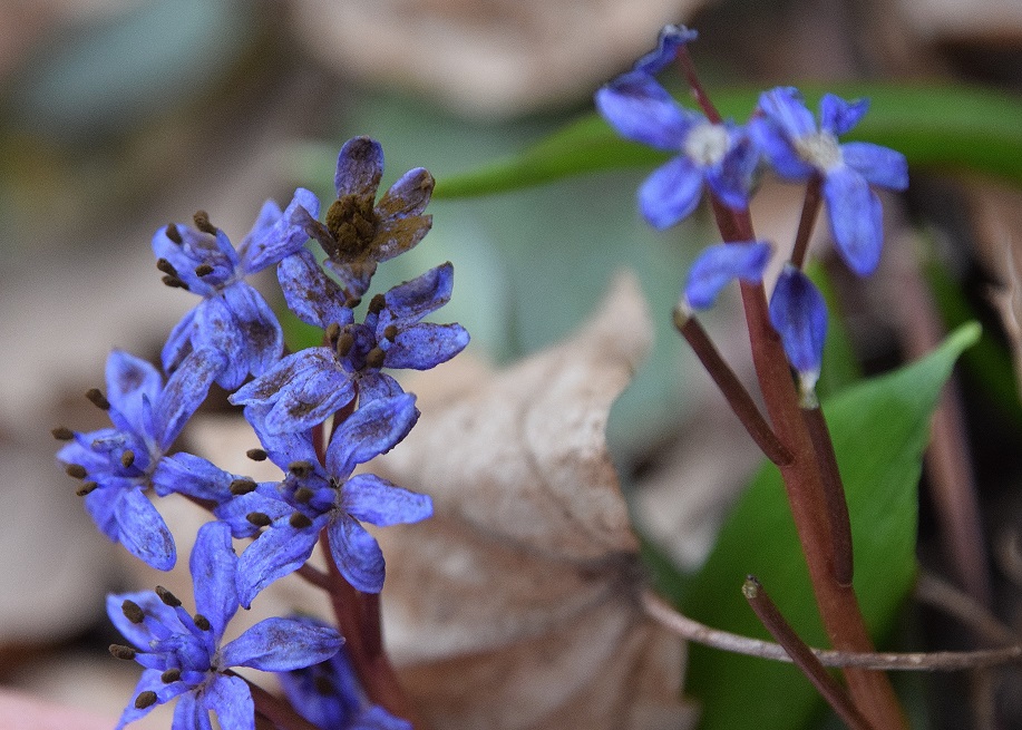 Wien 23-14032021-(36) - Scilla vindobonensis mit Antherospora vindobonensis.JPG