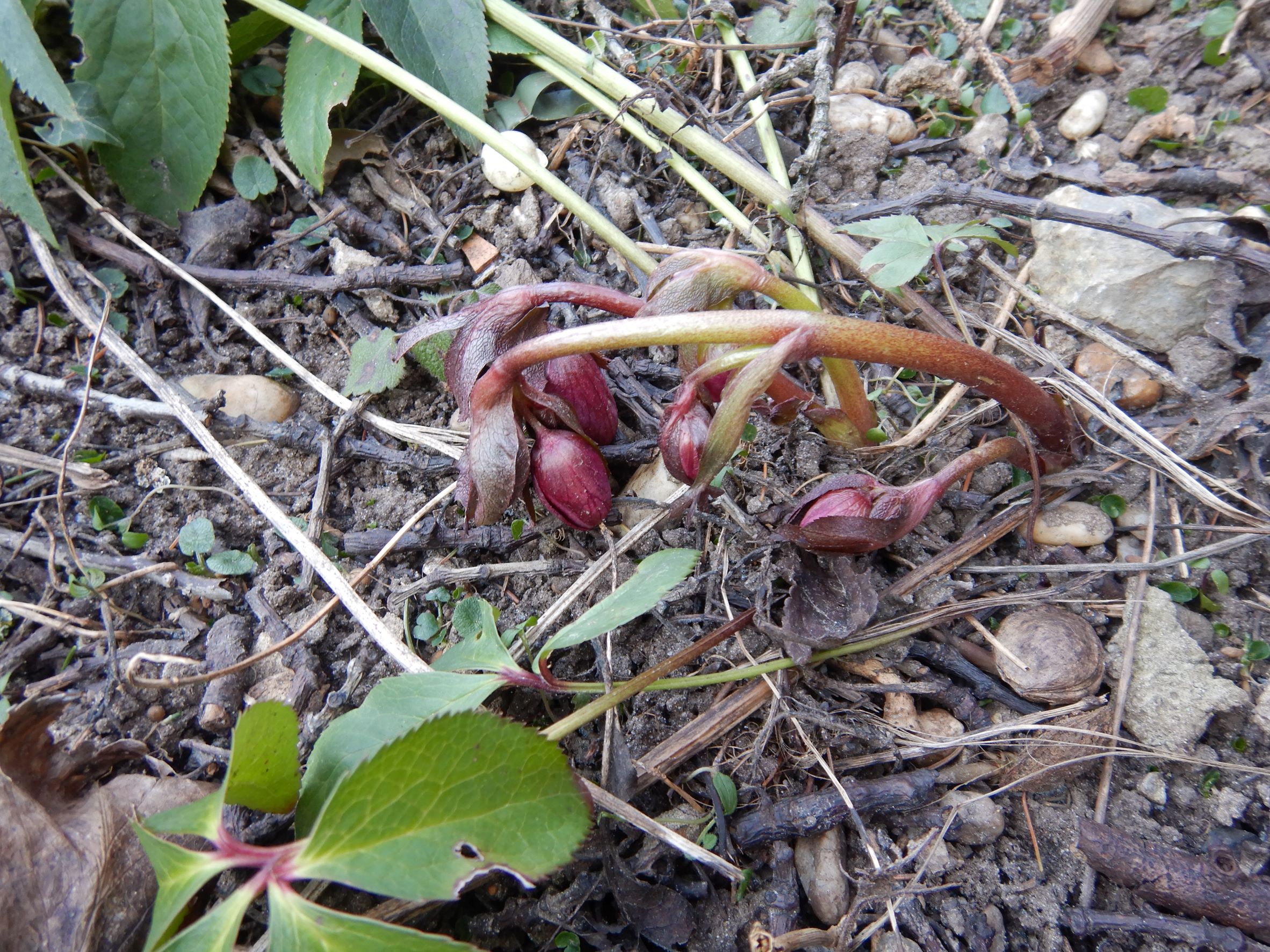 DSCN1885 phäno, helleborus orientalis, 2023-02-07, prellenkirchen-mitte.JPG