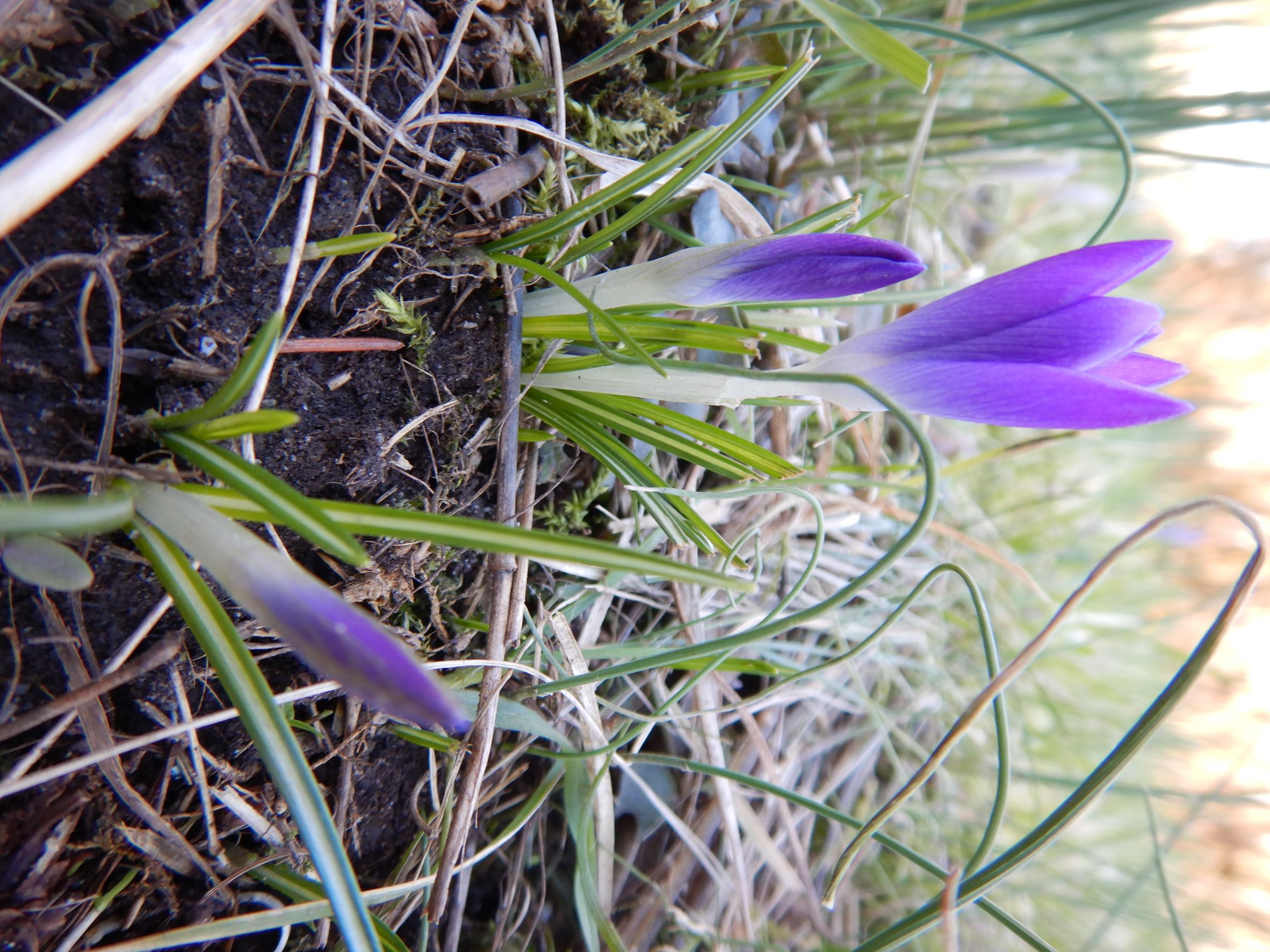 DSCN1959 phäno, 2023-02-09, prellenkirchen-mitte, crocus tommasinianus.JPG