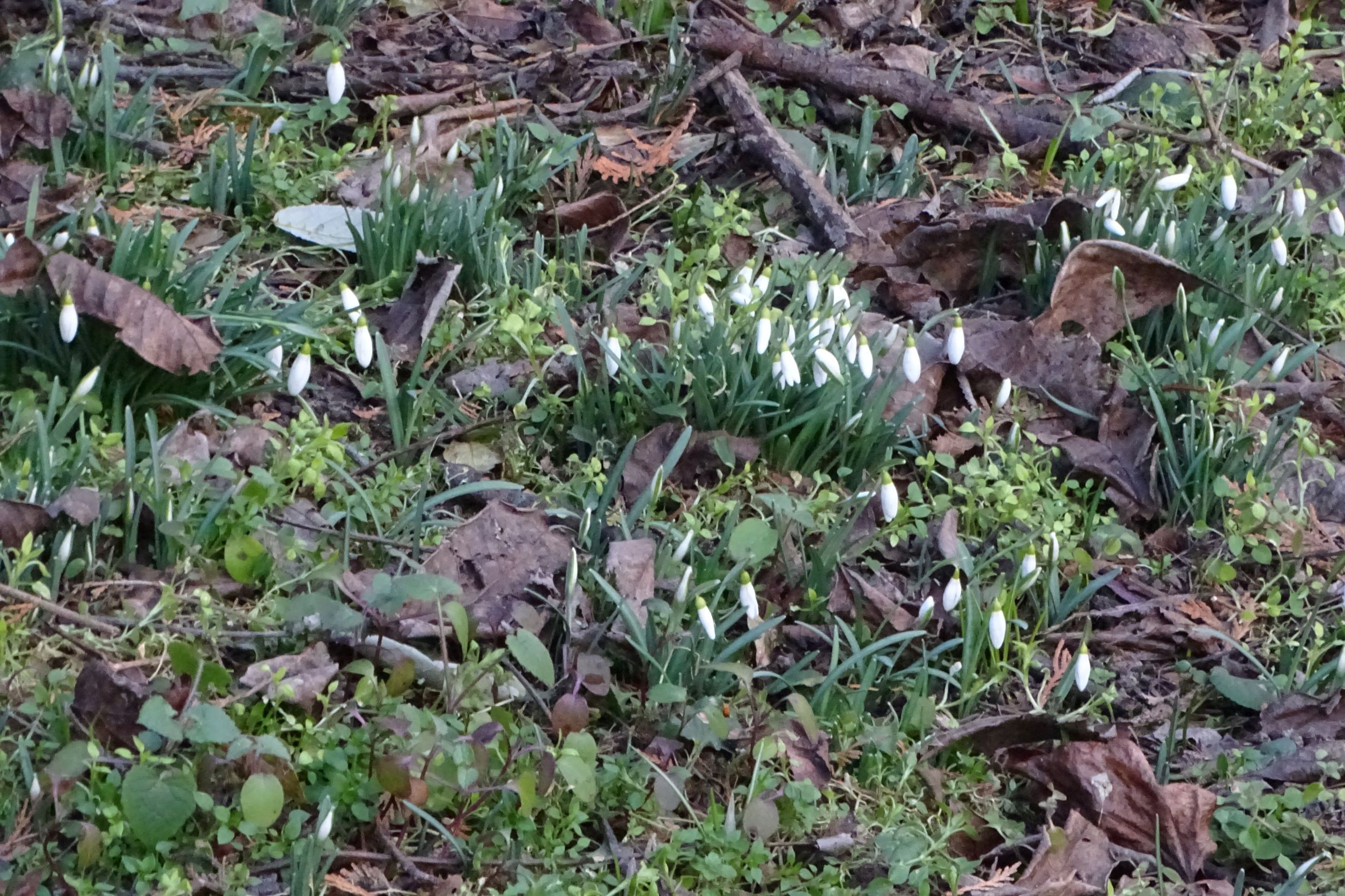 DSC08786 phäno, 2023_02_10, galanthus nivalis.JPG