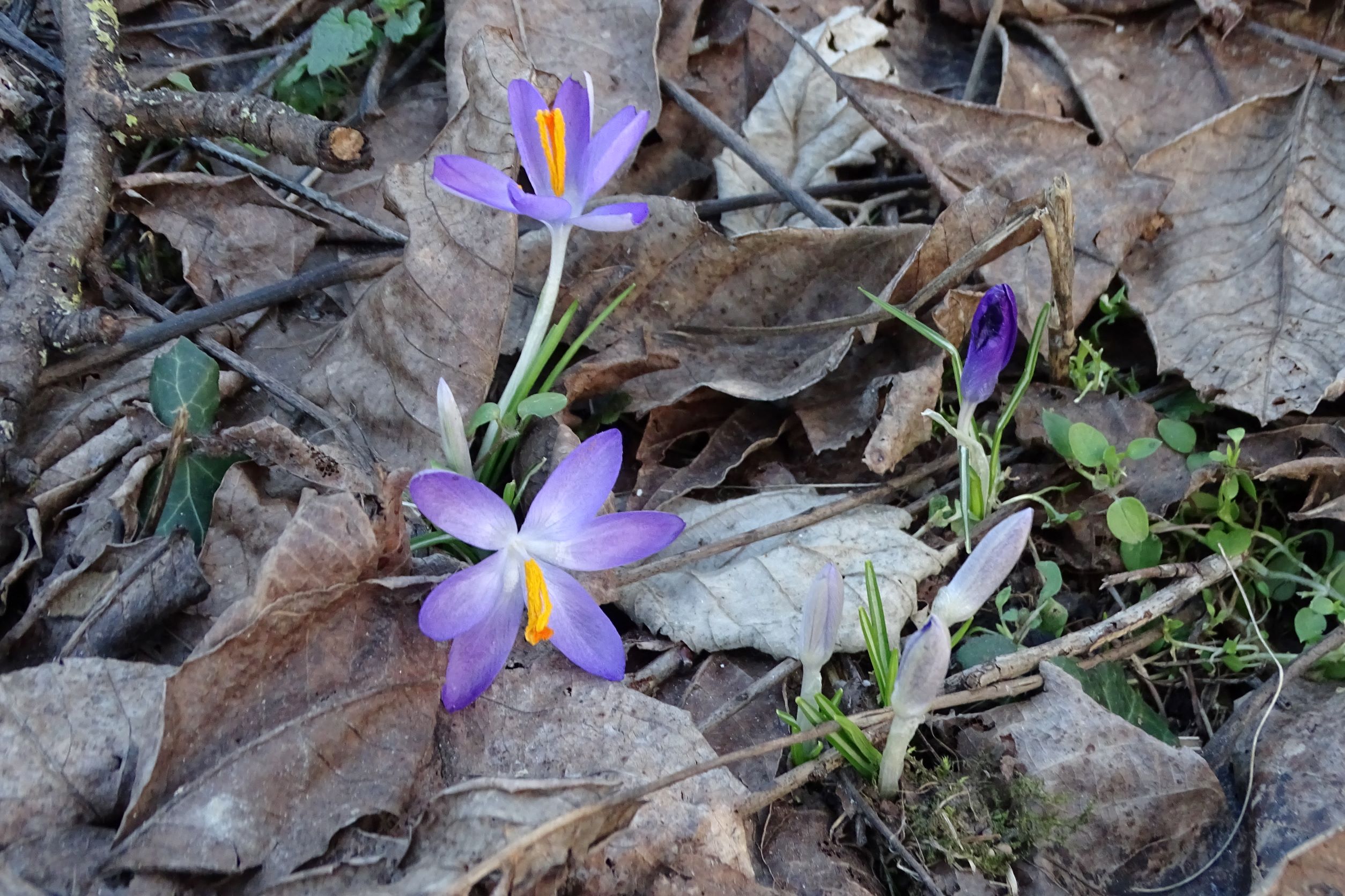 DSC08802 phäno, 2023_02_10, crocus tommasinianus.JPG