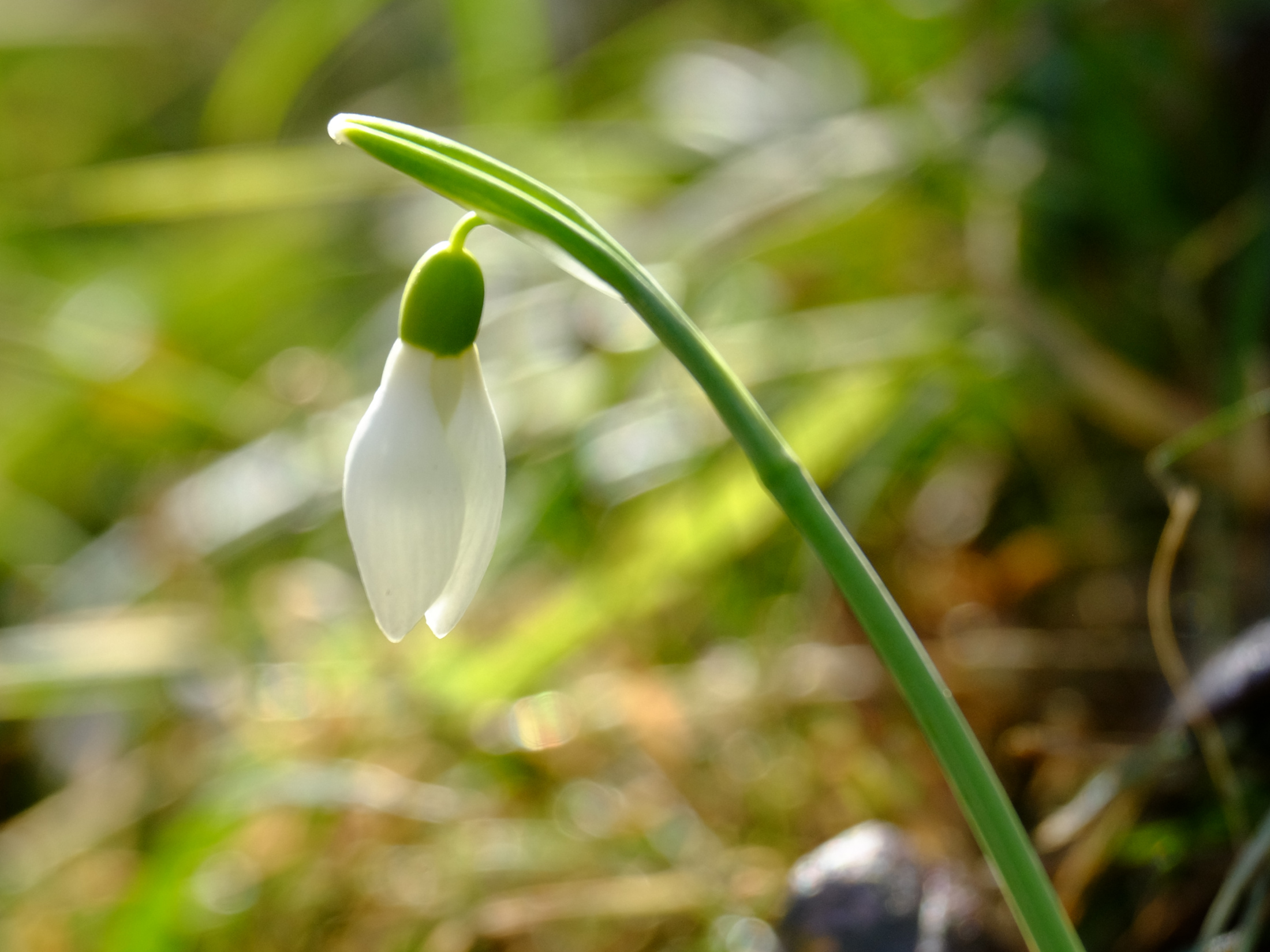 Galanthus nivalis.JPG