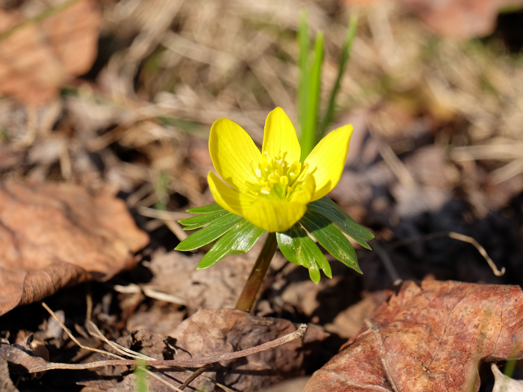 Eranthis hyemalis.JPG