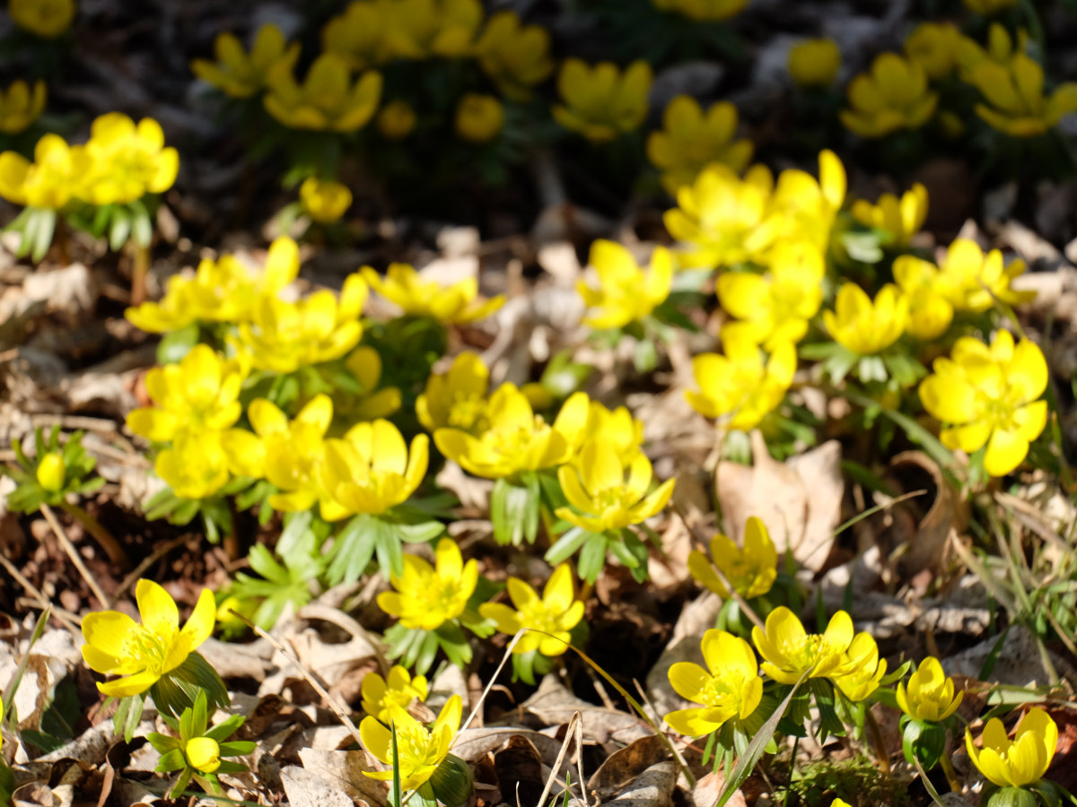 Eranthis hyemalis2.JPG