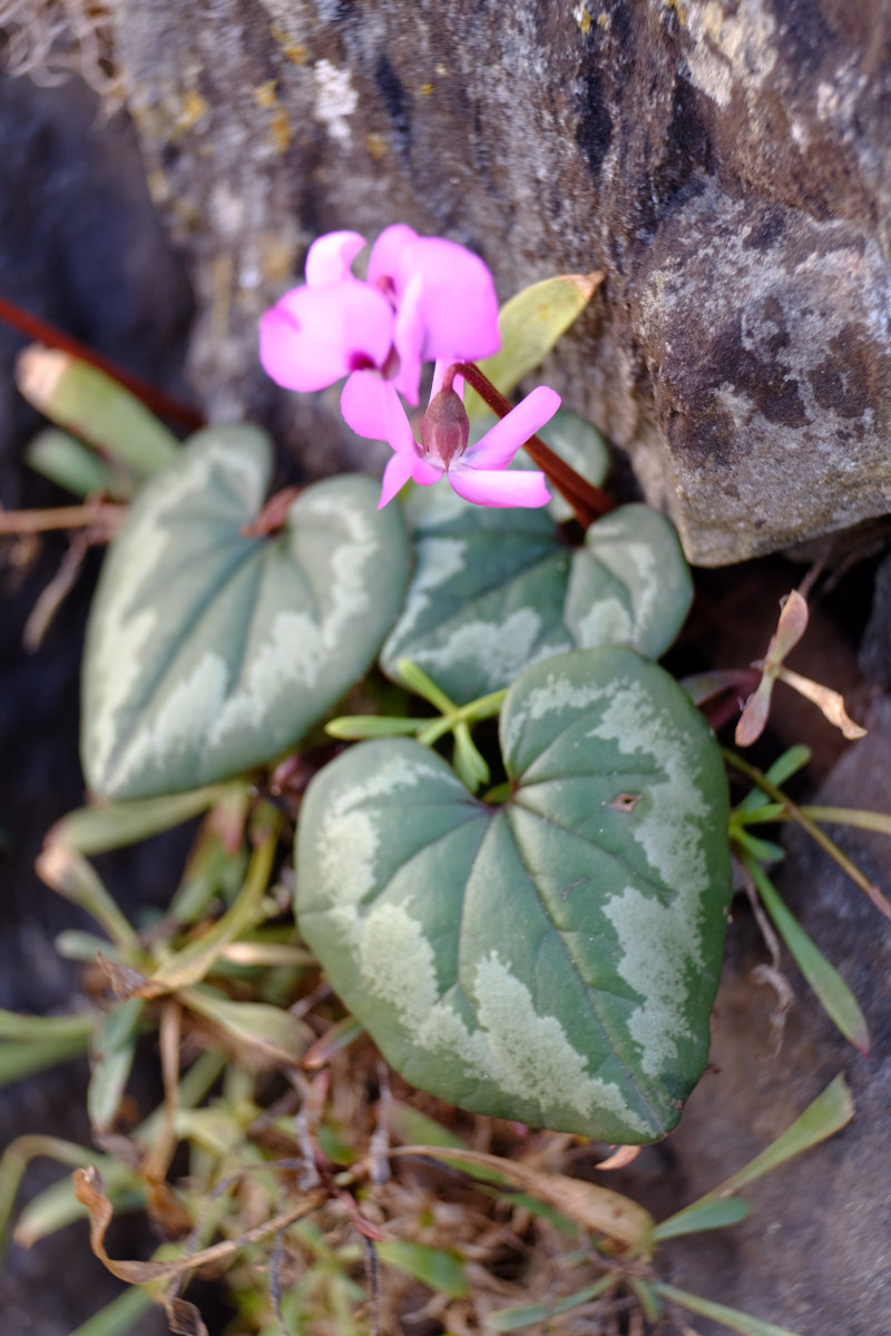 Cyclamen coum2.JPG