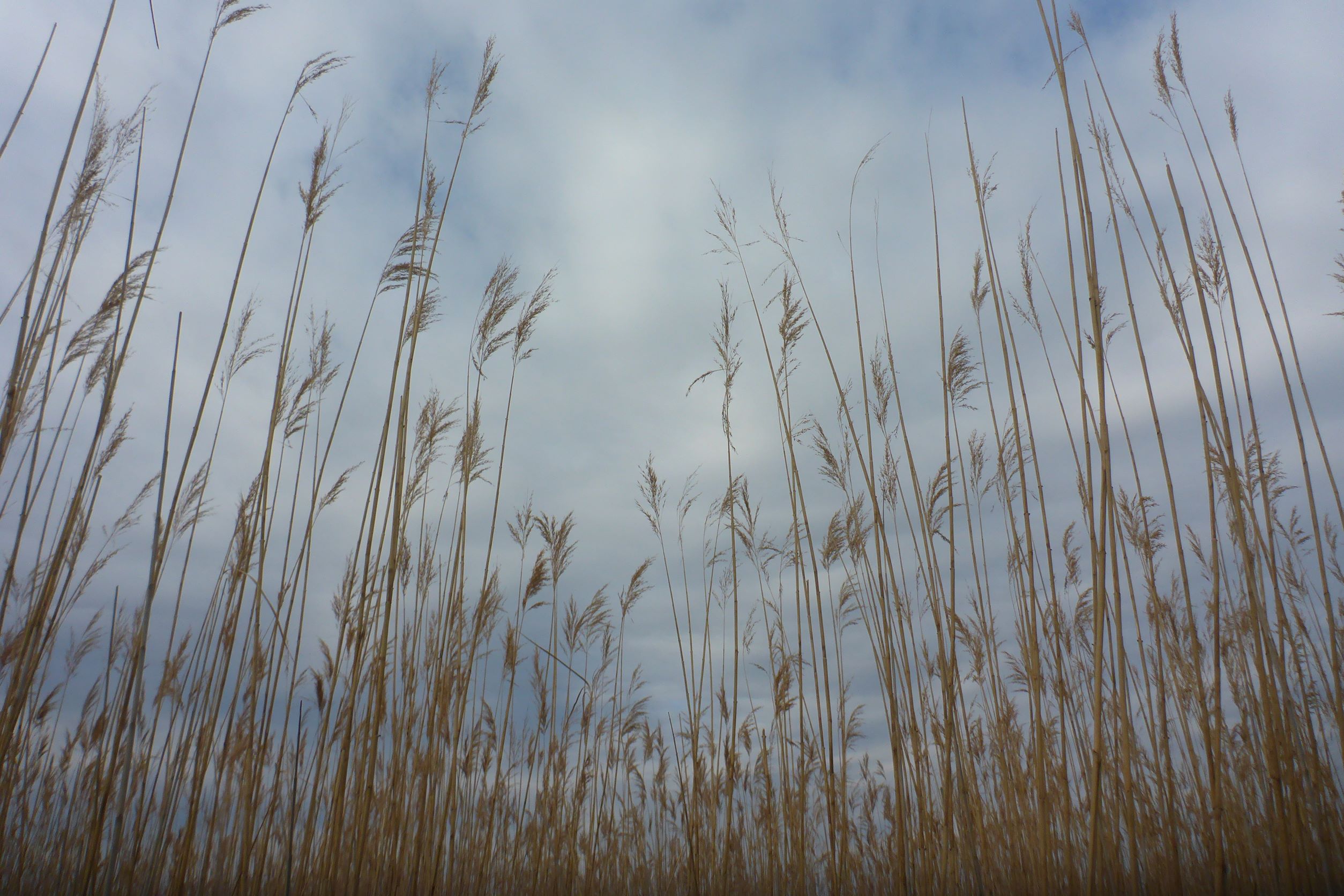 P3060554 2023-02-11, breitenbrunn-seebad, phragmites australis.JPG