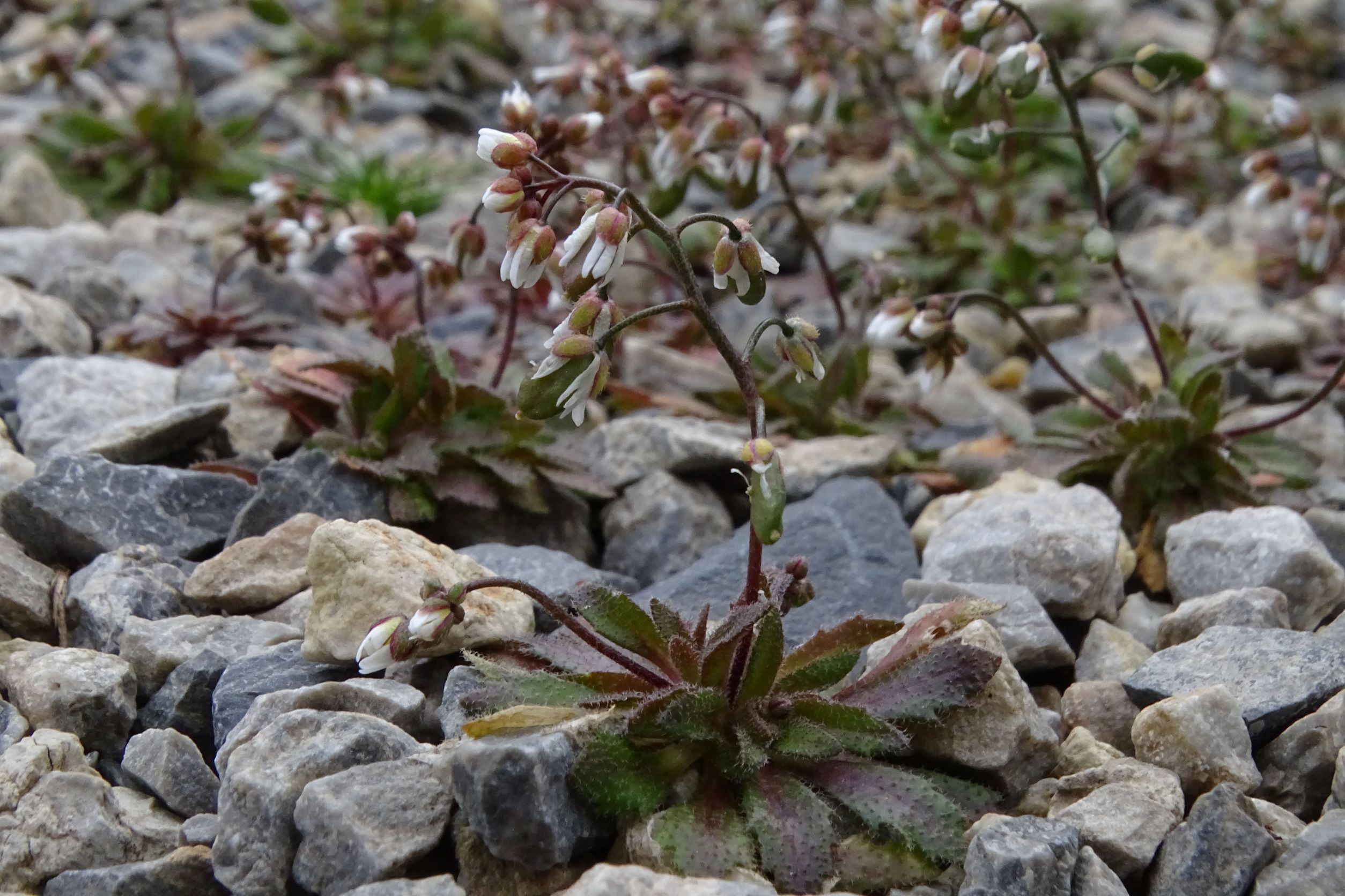 DSC08902 phäno friedhof hainburg, 2023-02-13, draba boerhavii.JPG